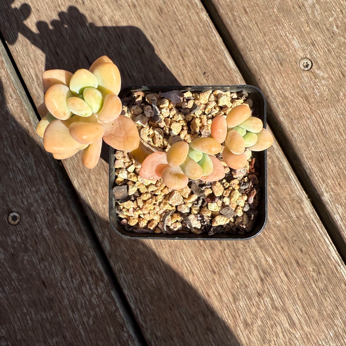 2503 Sedum Clavatum R. T. Clausen x Lavender Pebbles