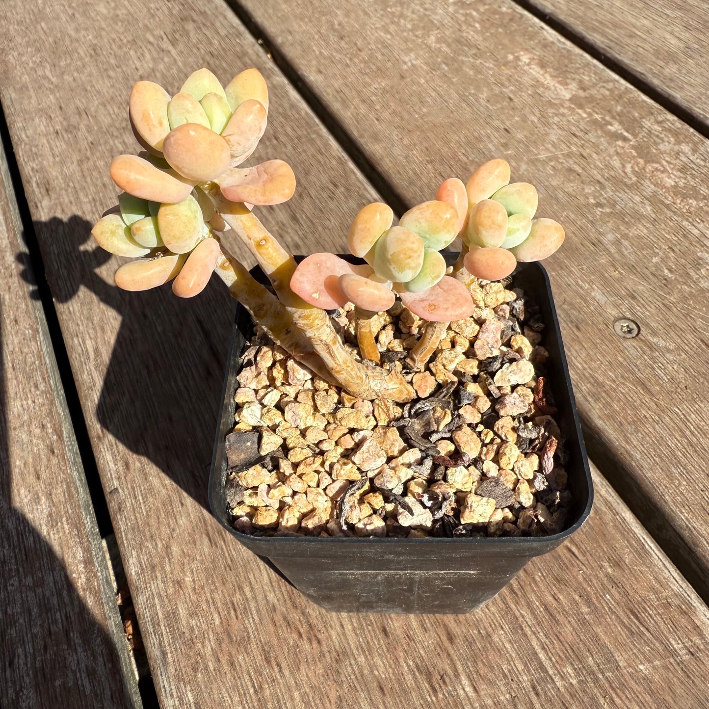 2503 Sedum Clavatum R. T. Clausen x Lavender Pebbles