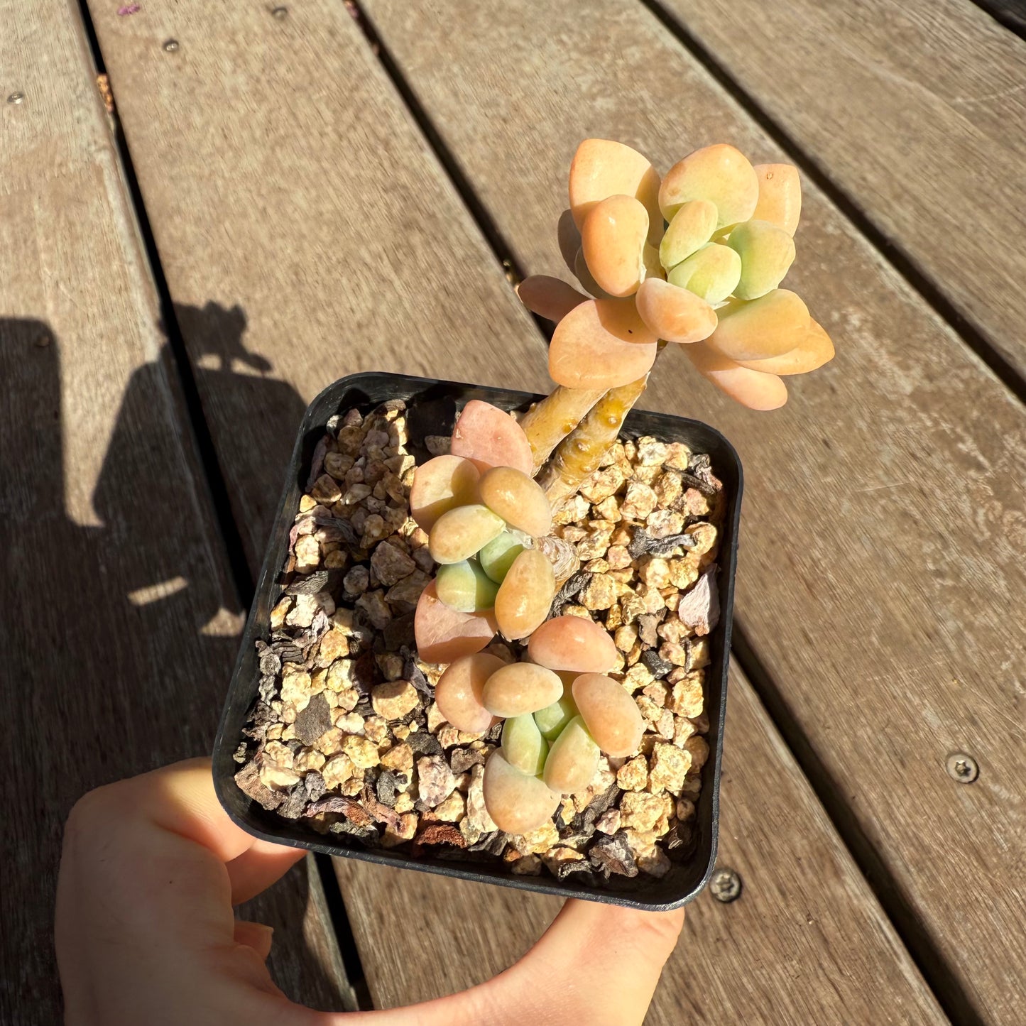 2503 Sedum Clavatum R. T. Clausen x Lavender Pebbles