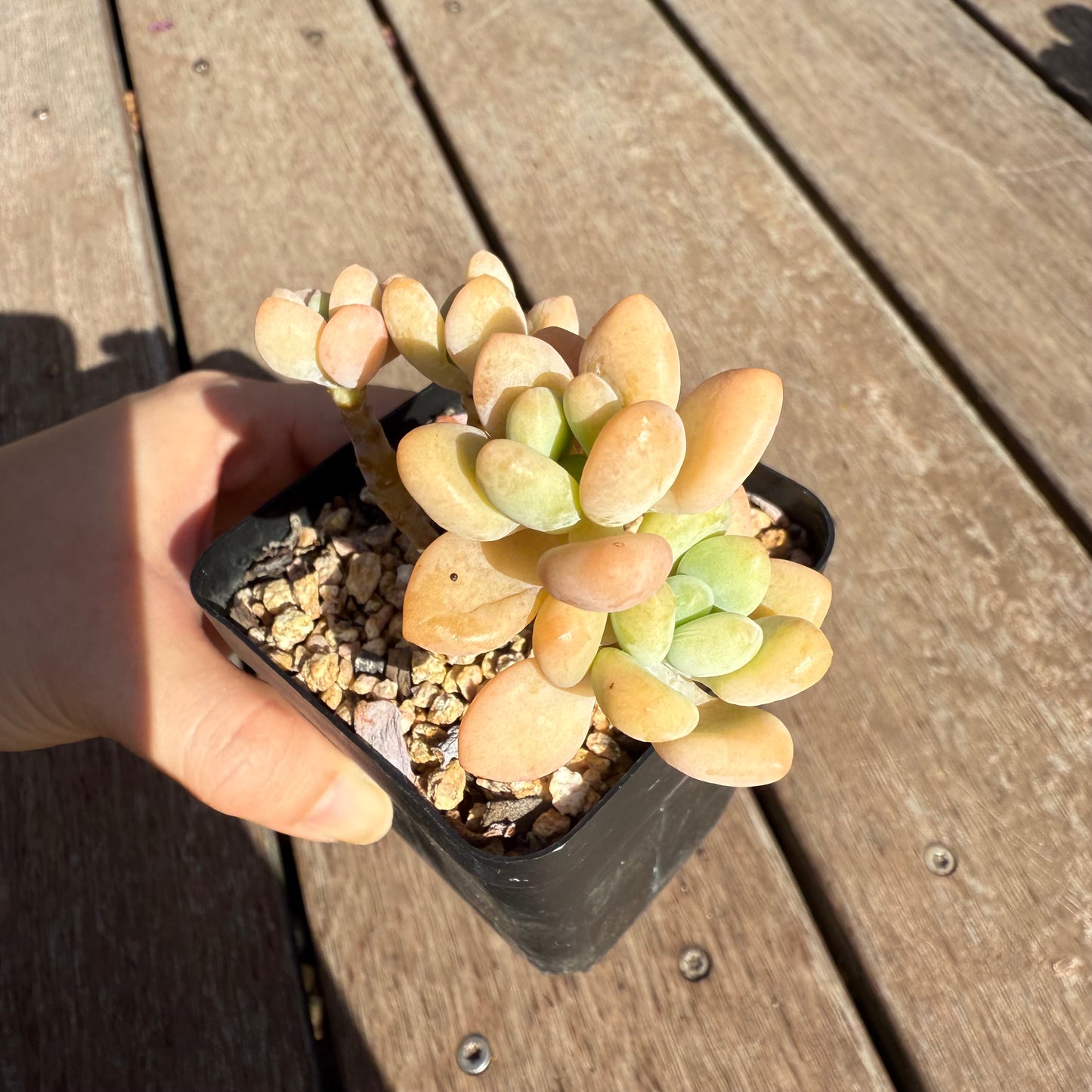 2503 Sedum Clavatum R. T. Clausen x Lavender Pebbles