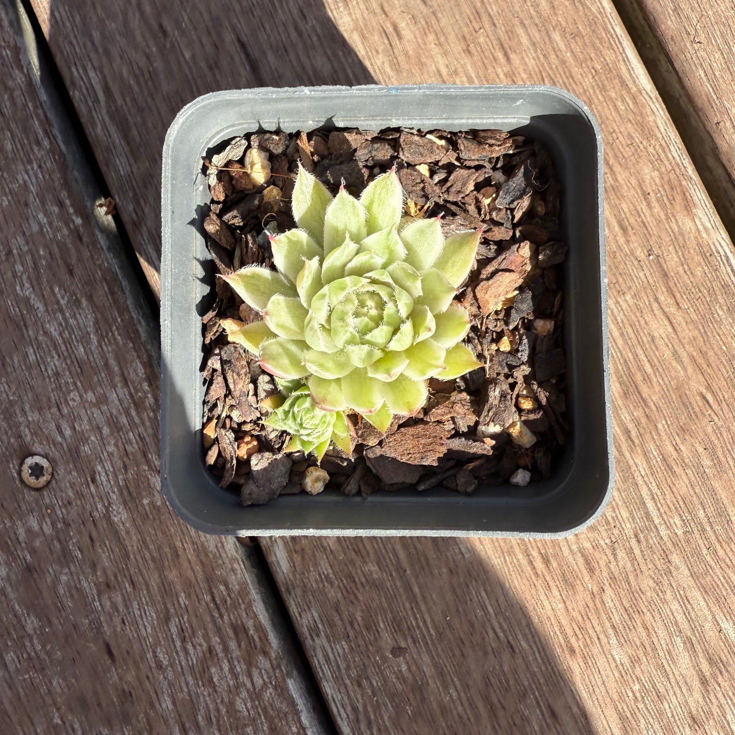 2503 Sempervivum Variegated 'Gold Dust' (with pups)