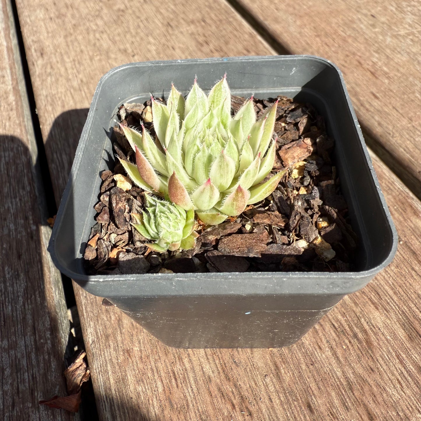 2503 Sempervivum Variegated 'Gold Dust' (with pups)