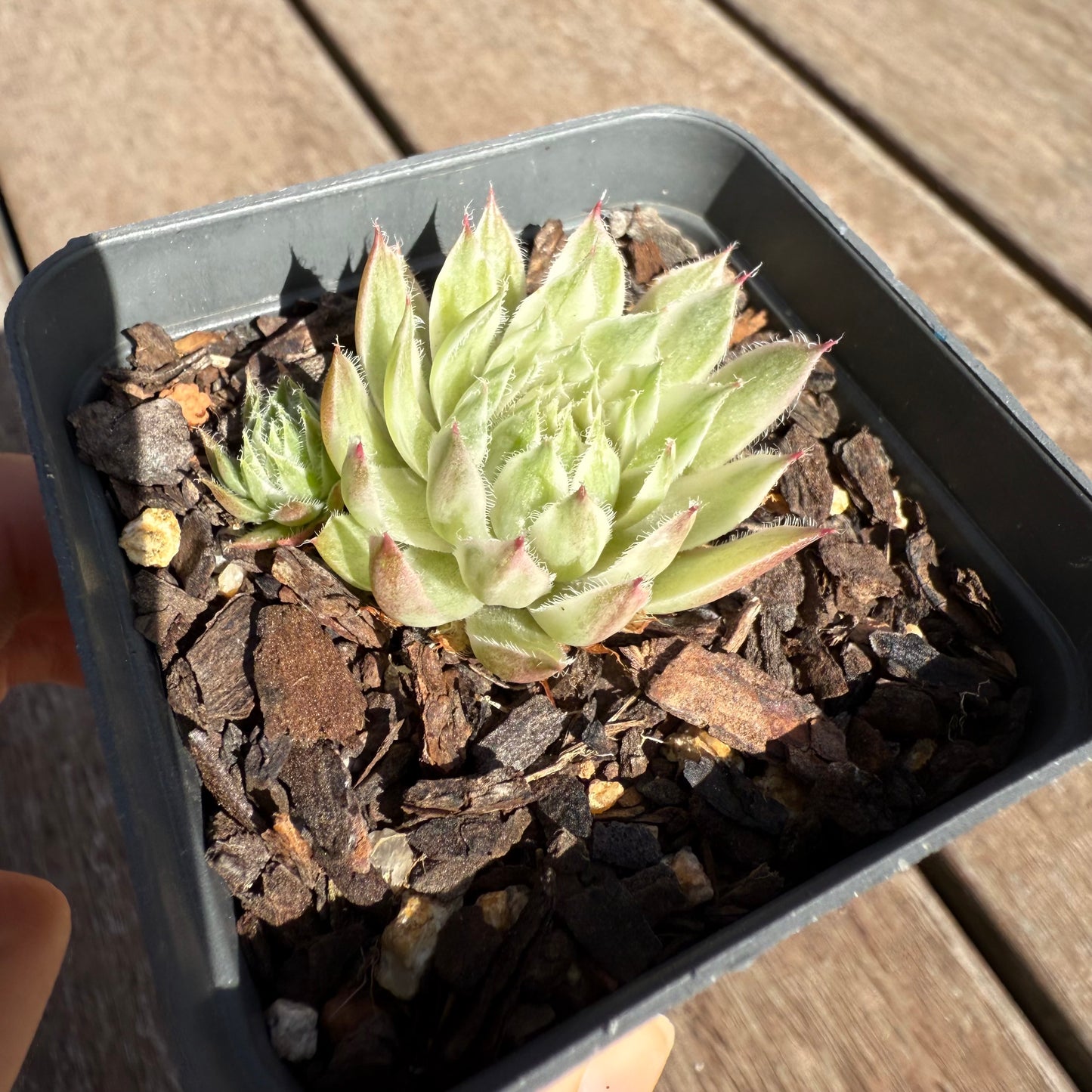 2503 Sempervivum Variegated 'Gold Dust' (with pups)