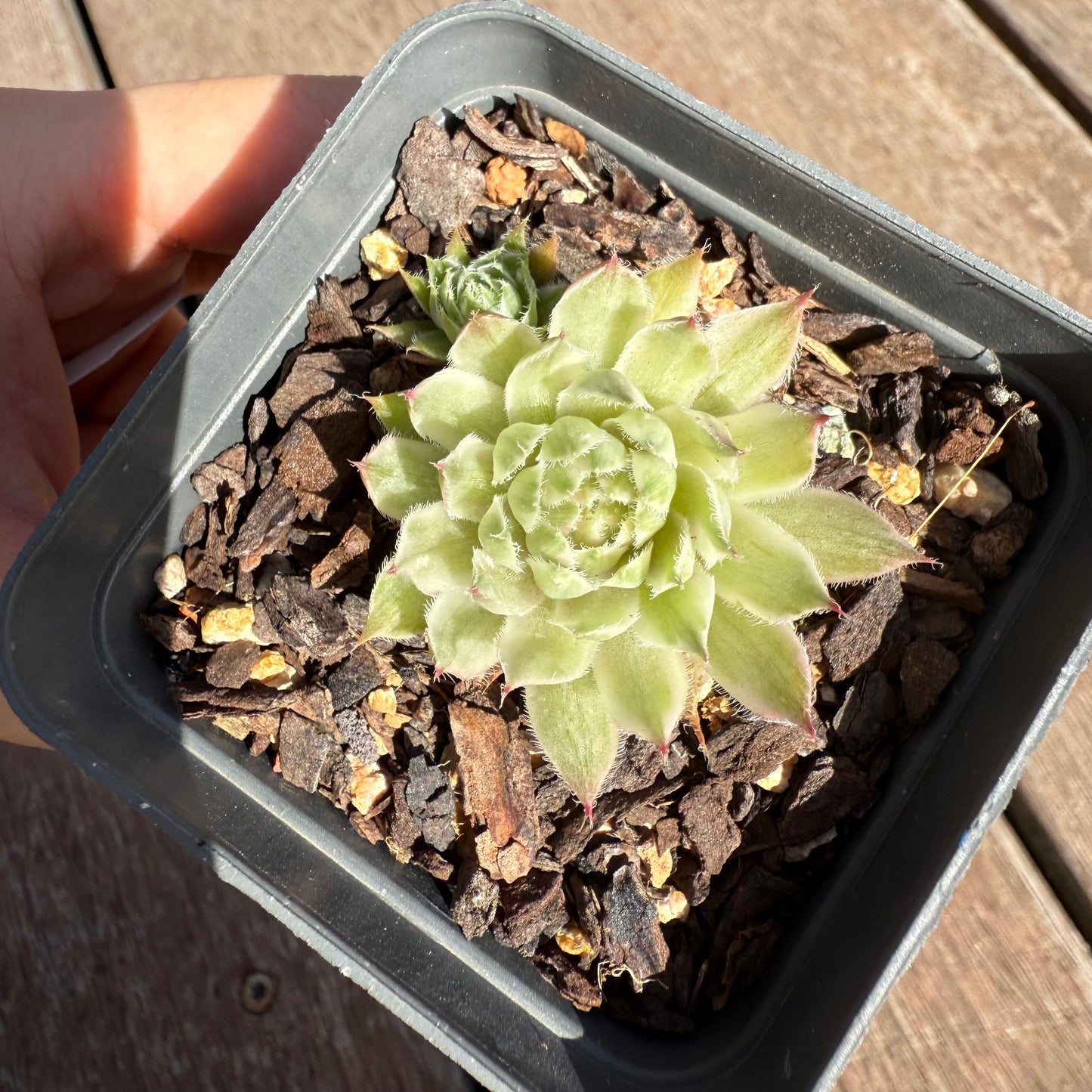 2503 Sempervivum Variegated 'Gold Dust' (with pups)