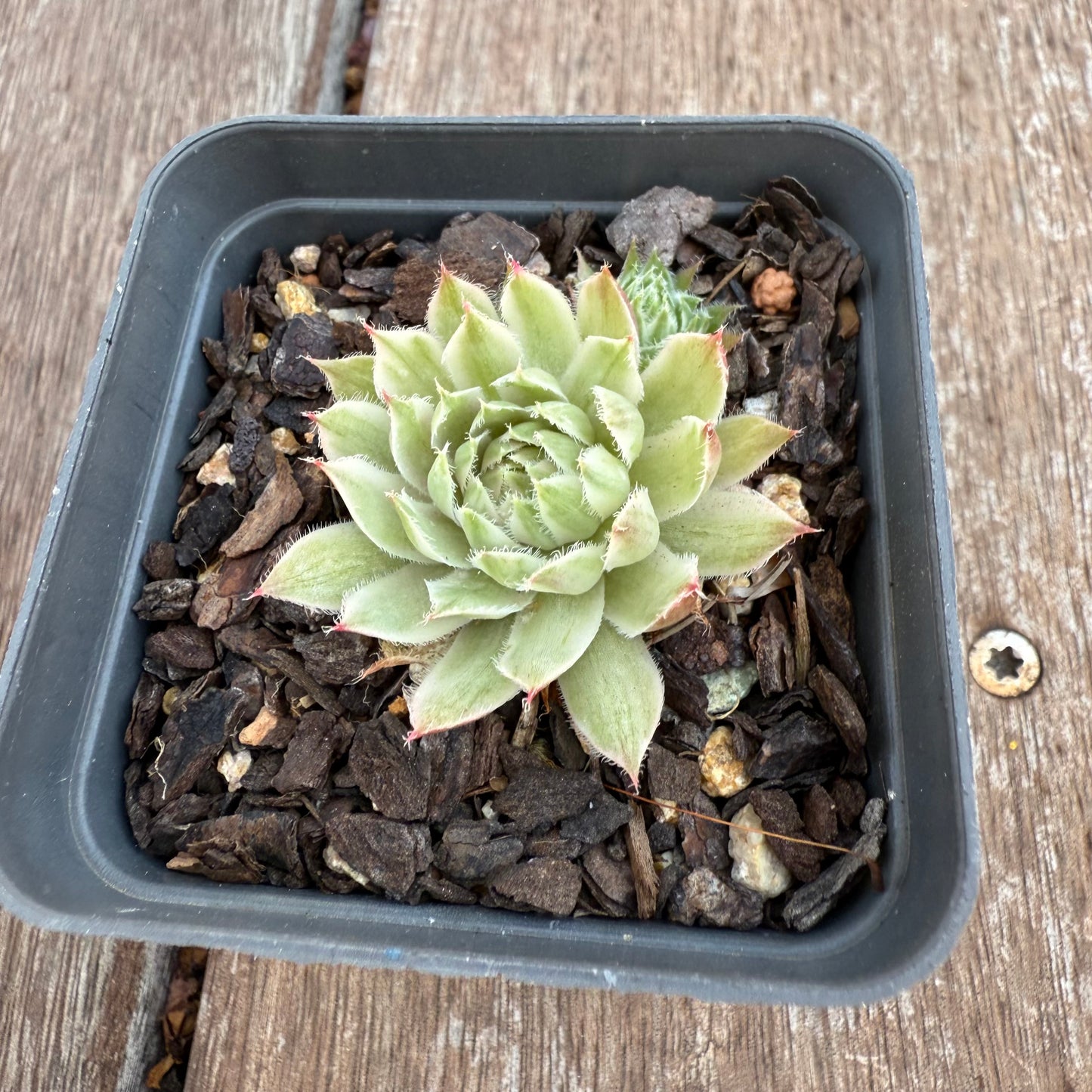 2503 Sempervivum Variegated 'Gold Dust' (with pups)