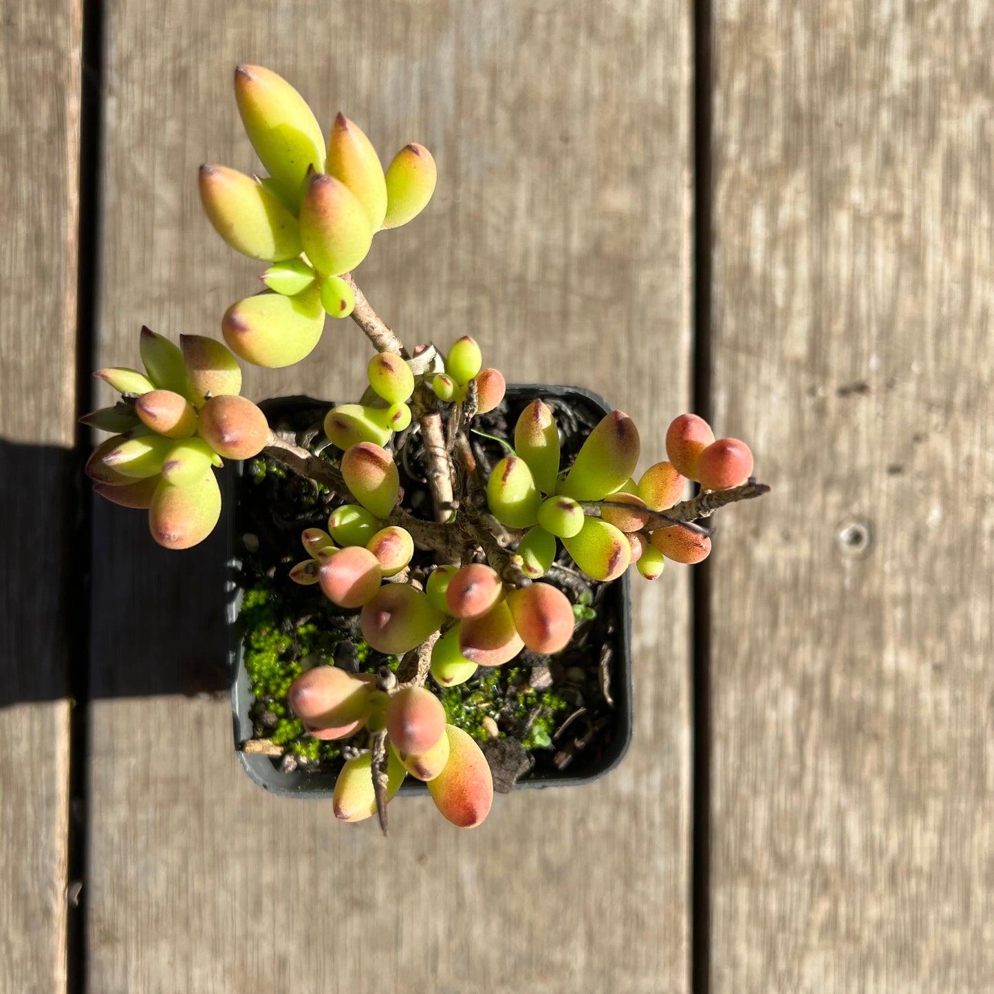 2506 Cotyledon Pendens