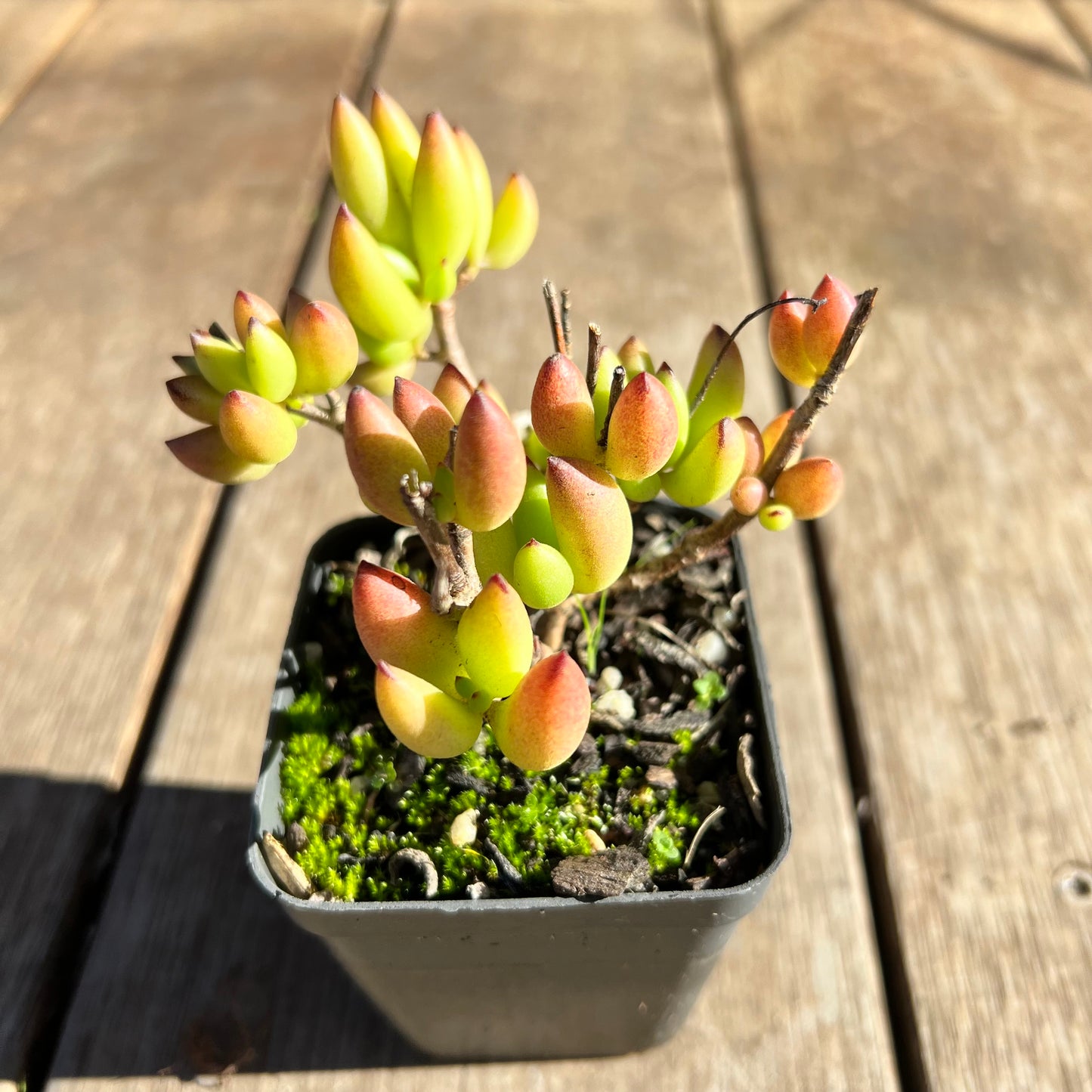 2506 Cotyledon Pendens