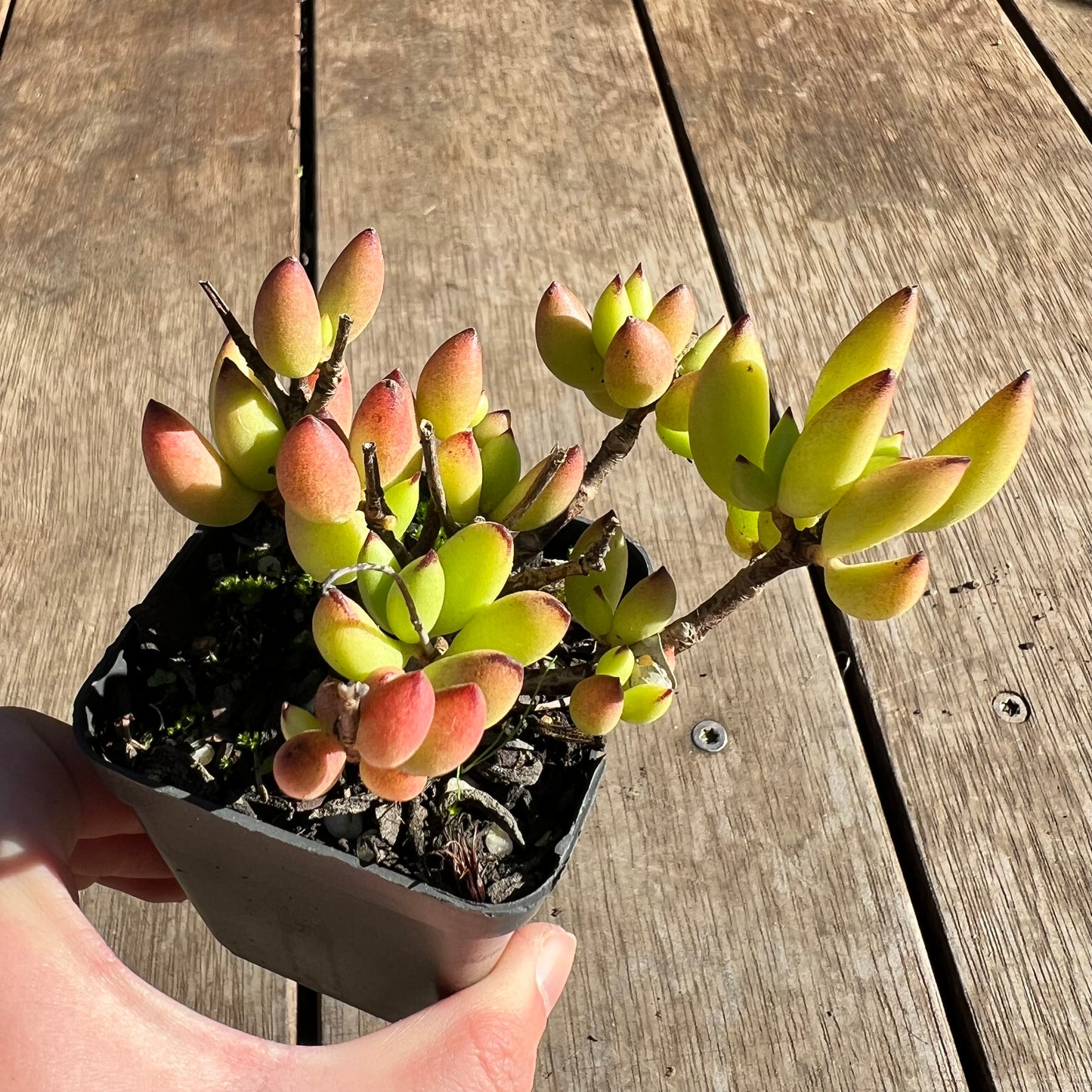 2506 Cotyledon Pendens