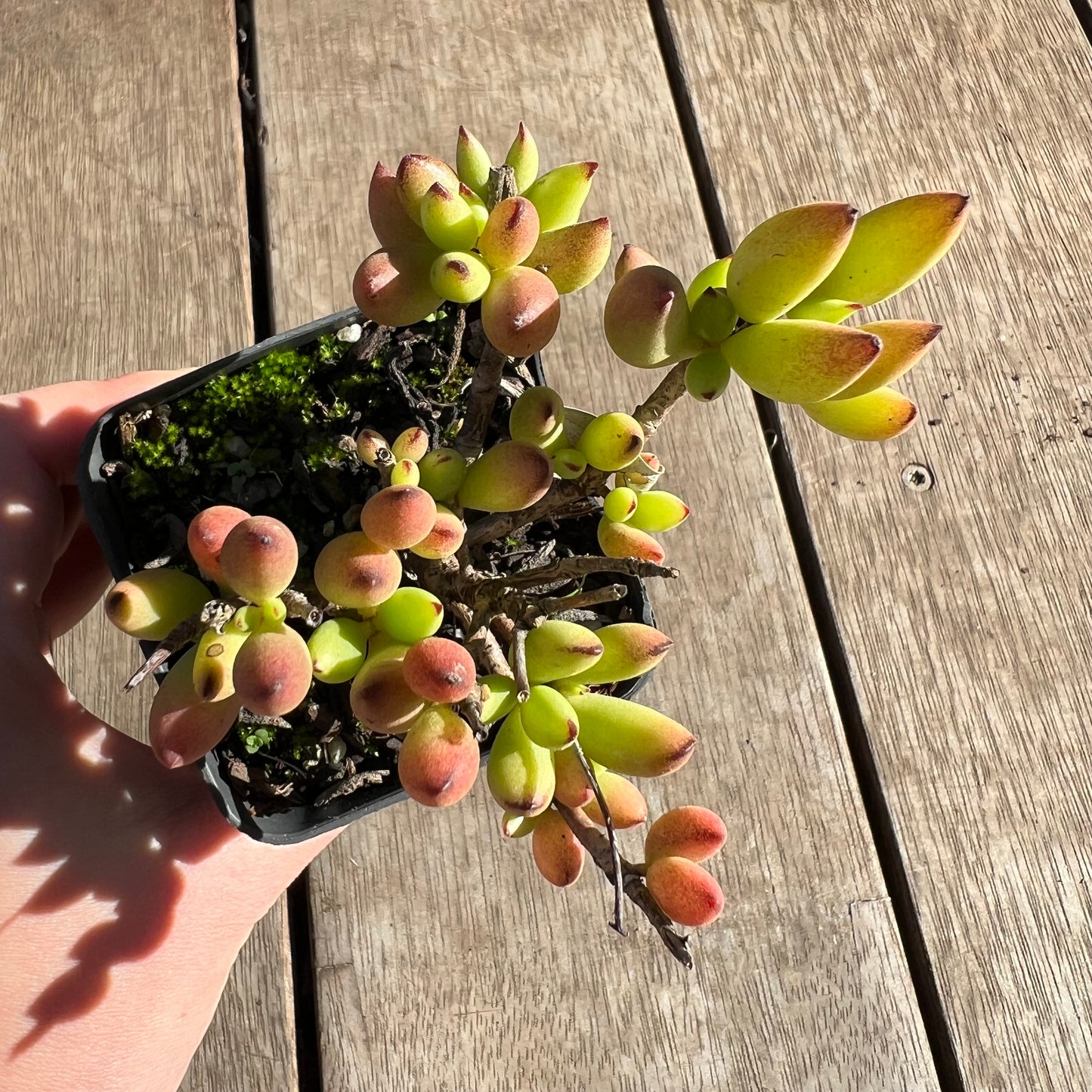 2506 Cotyledon Pendens