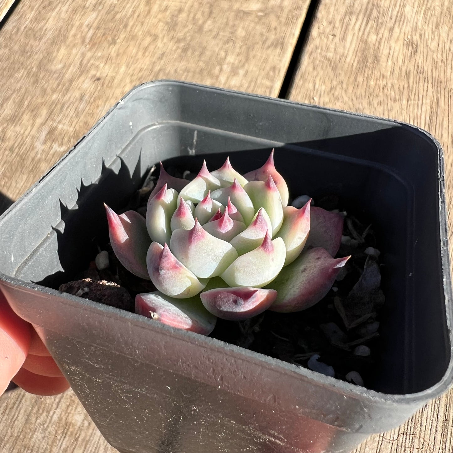 2506 Echeveria Chihuahuensis (small)