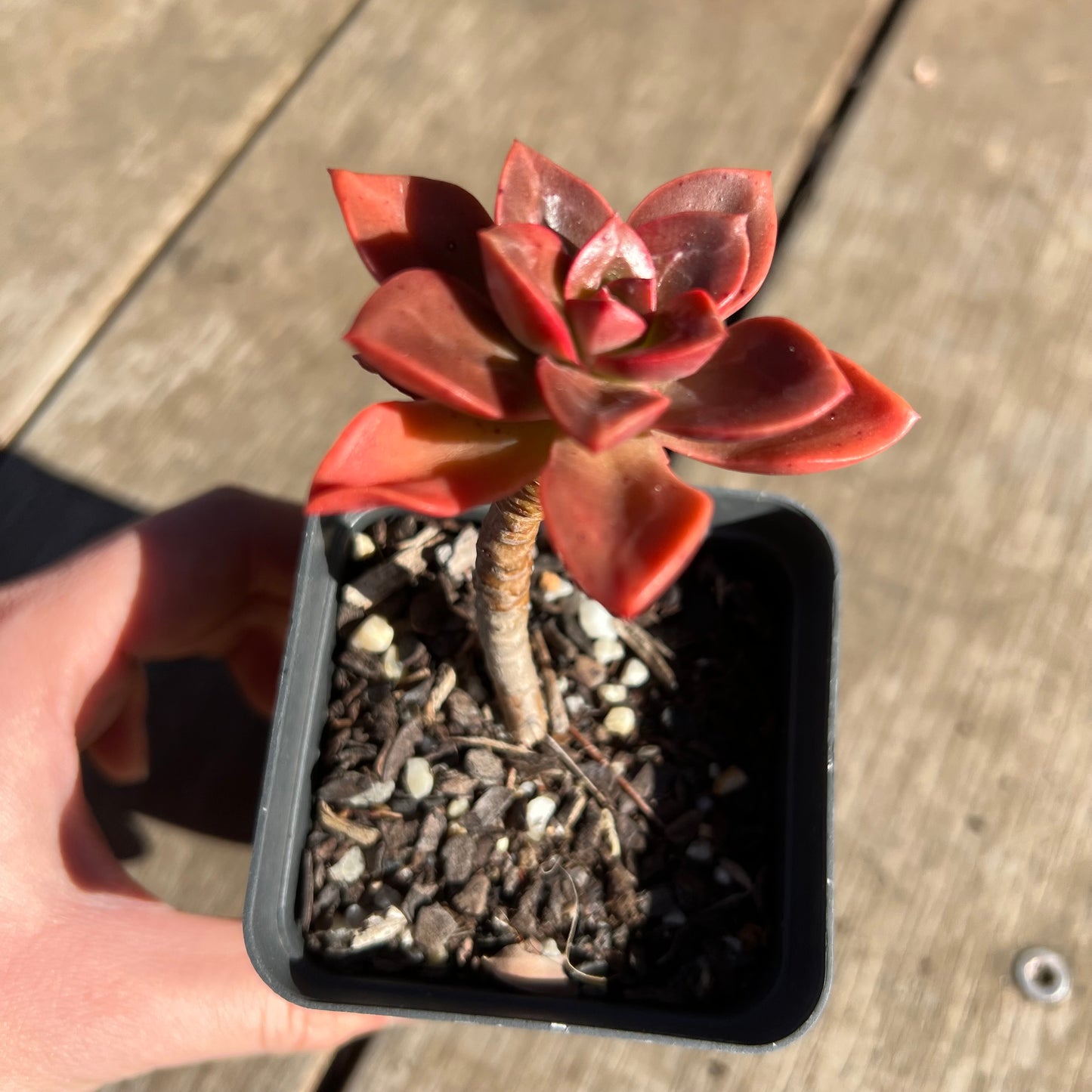 2506 Echeveria Chroma