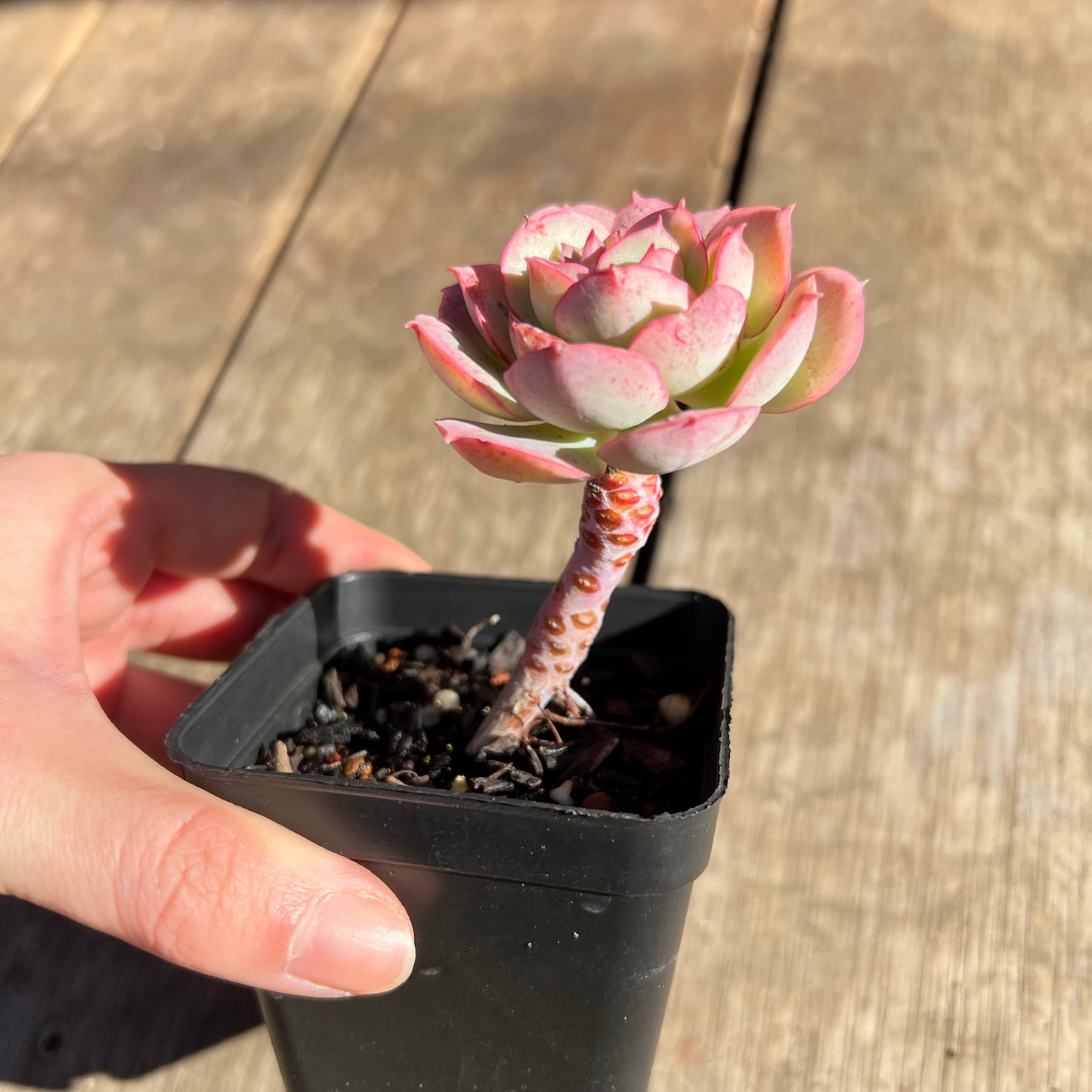 2506 Echeveria Croatia