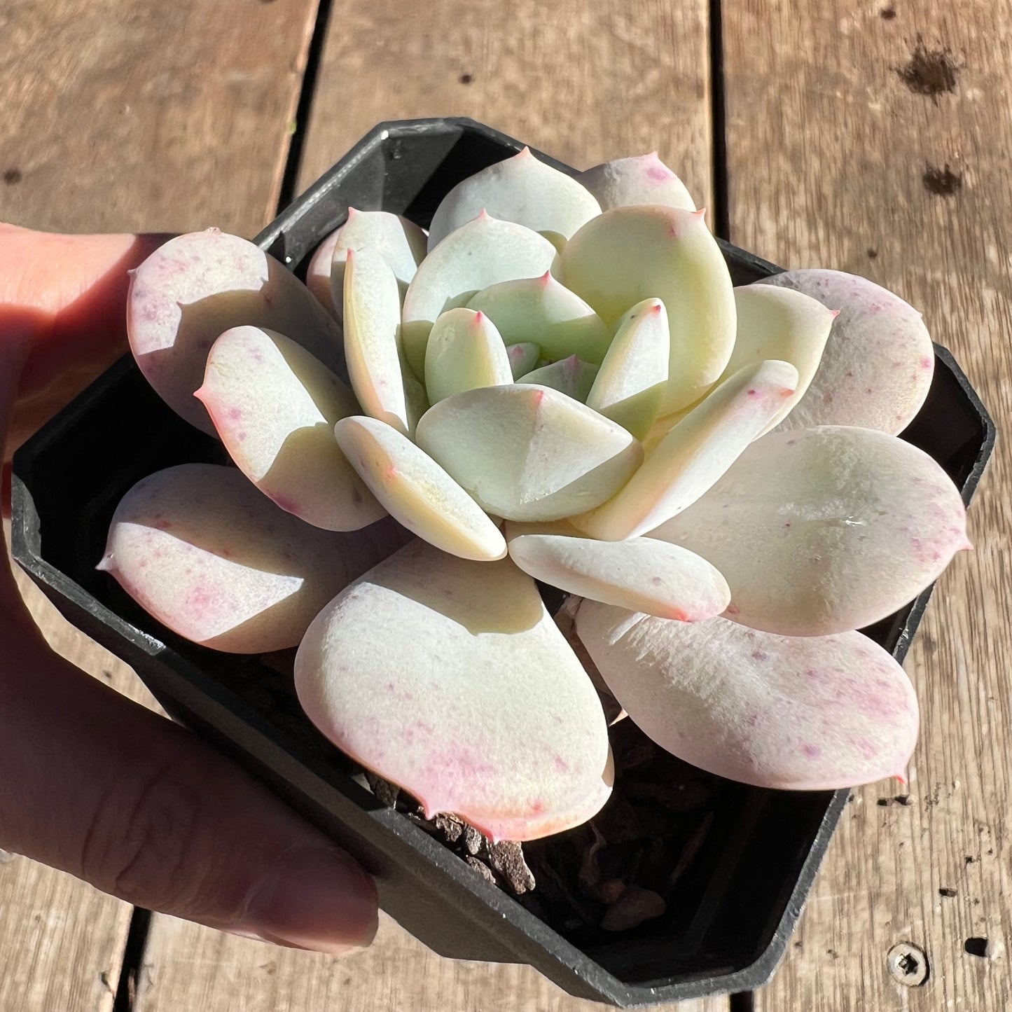 2506 Echeveria Derlu
