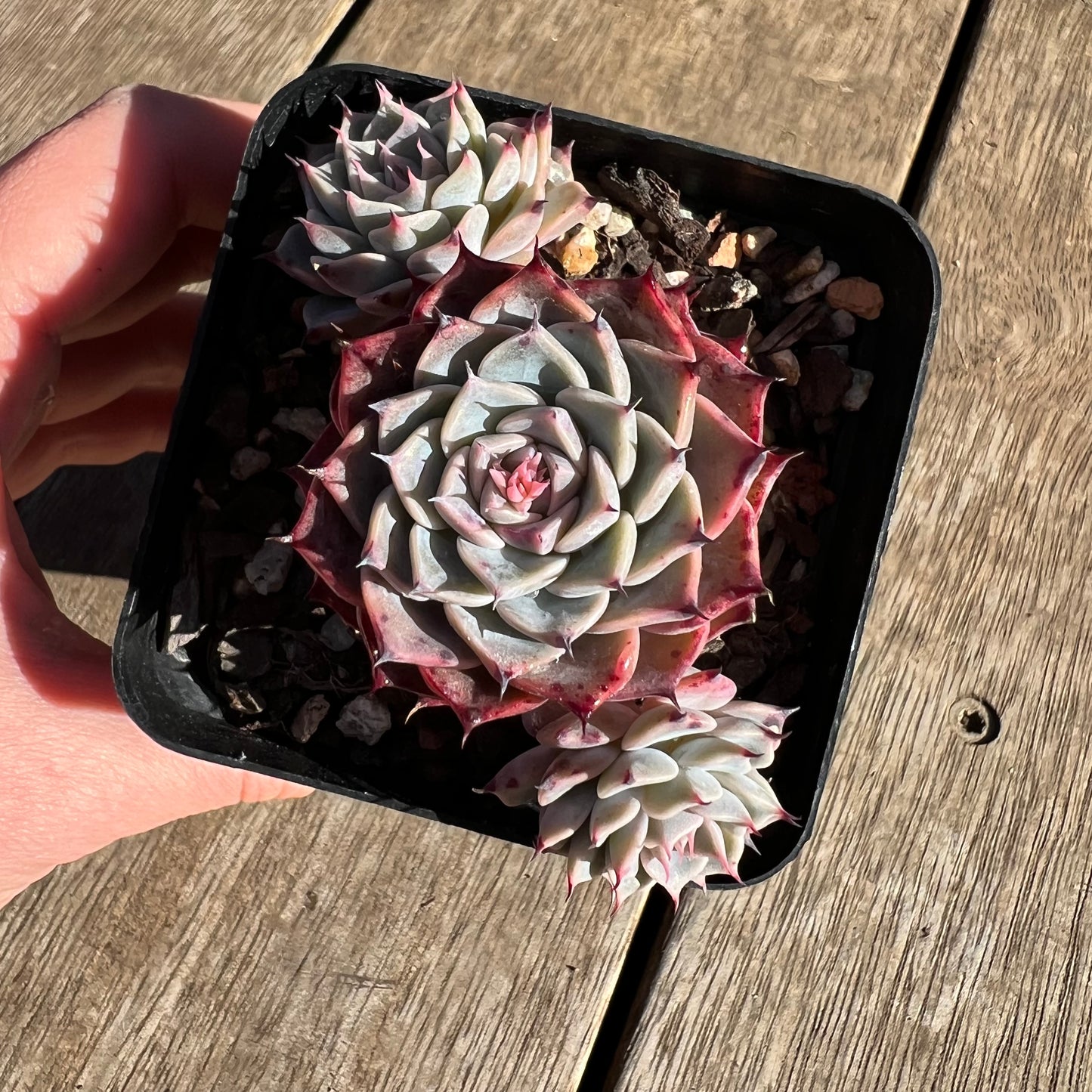 2506 菲欧娜之选