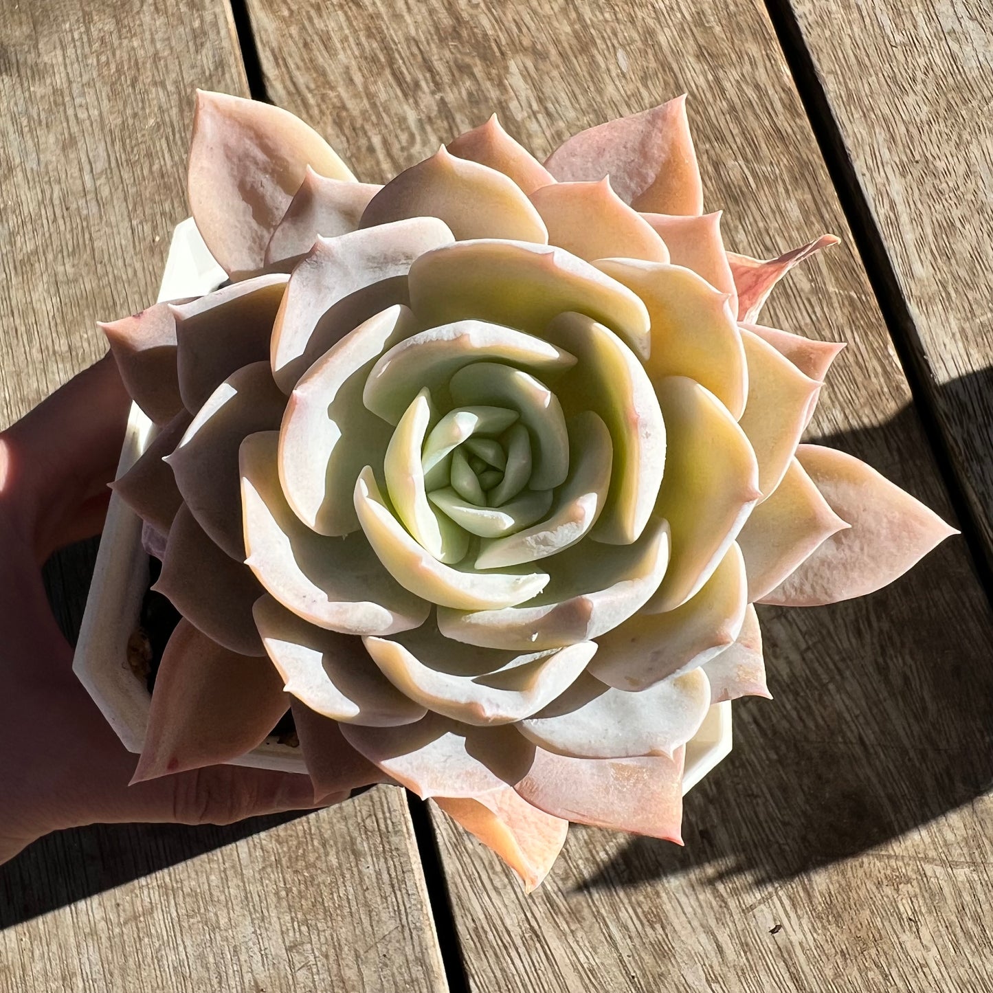 2506 雪莲杂沙维纳公主