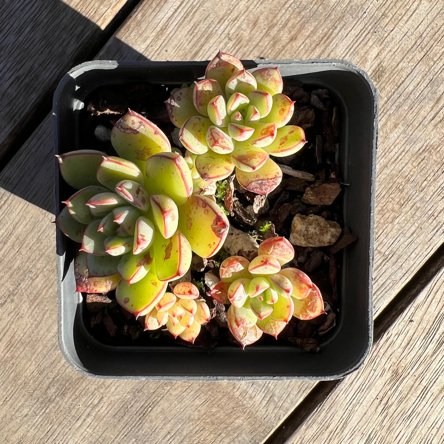 2506 Echeveria Minima x Ballsii