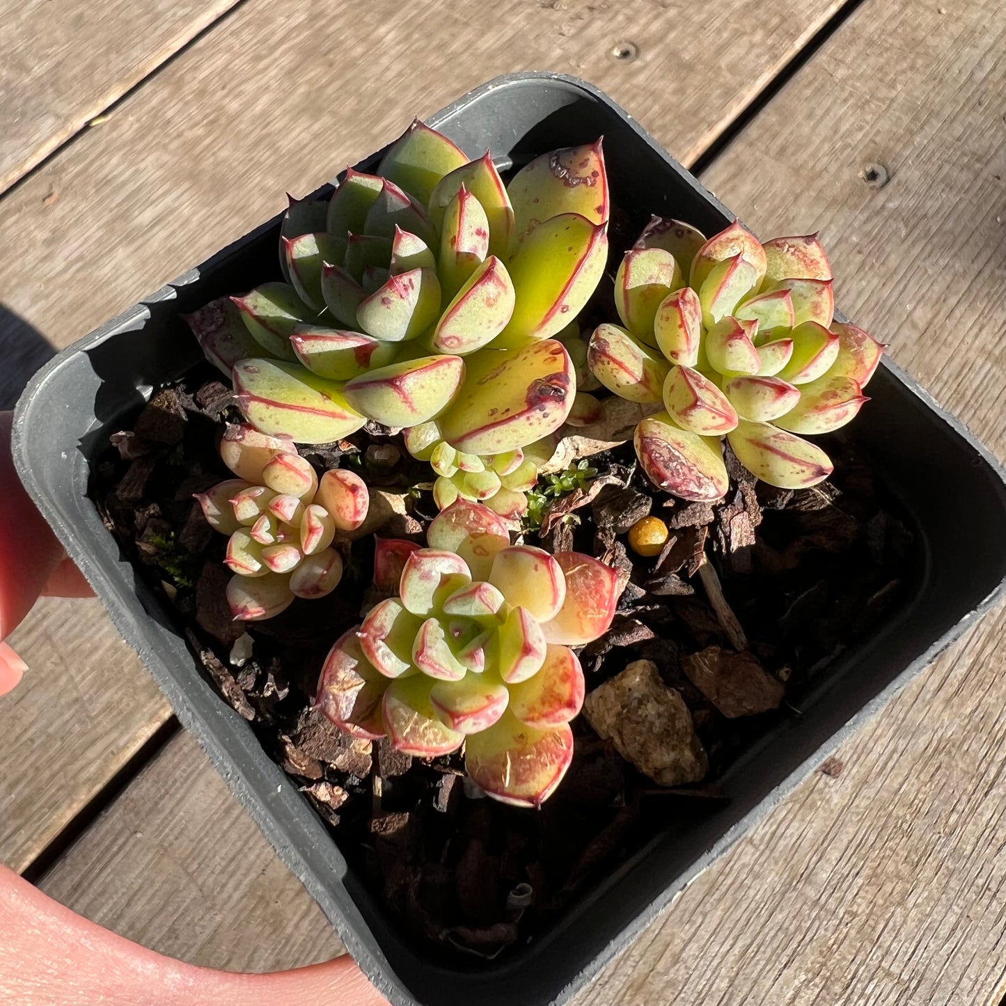 2506 Echeveria Minima x Ballsii