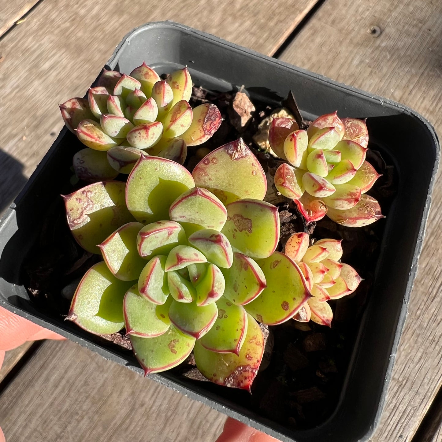 2506 Echeveria Minima x Ballsii