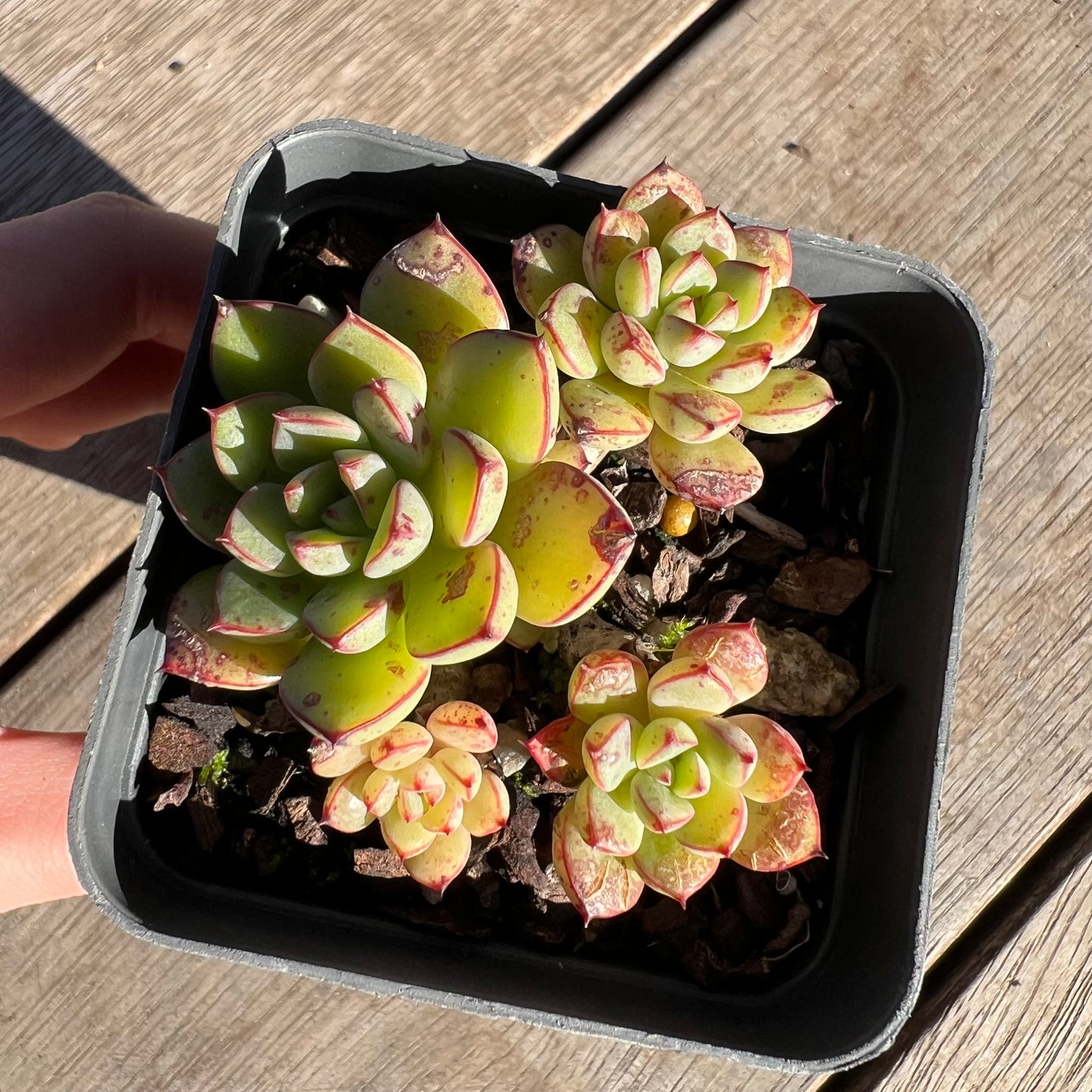 2506 Echeveria Minima x Ballsii