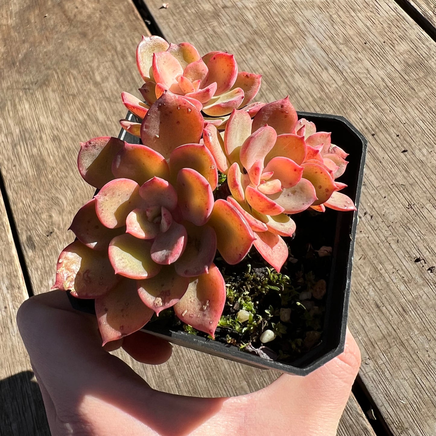 2506 Echeveria Noble Red