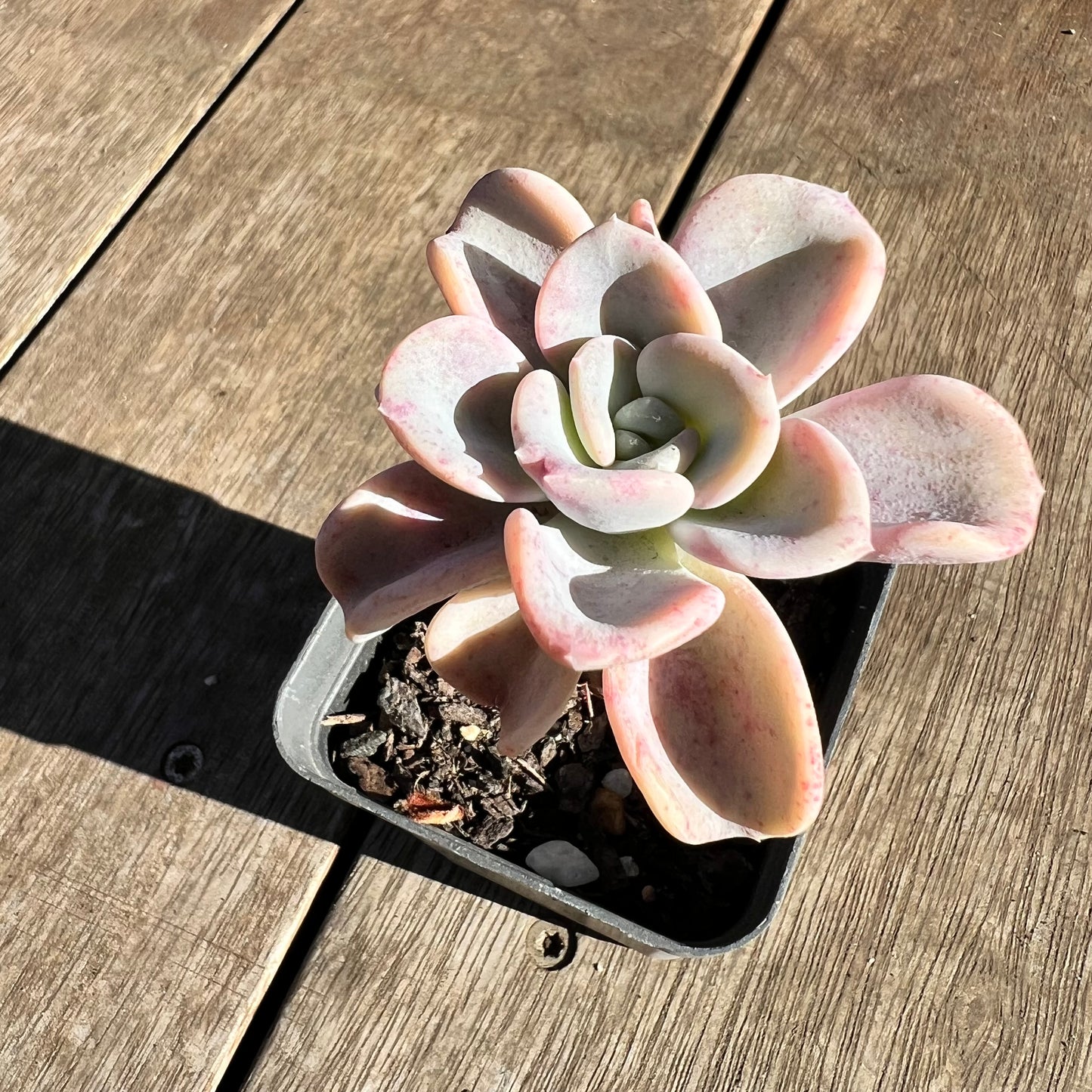 2506 Pachyveria Orpet