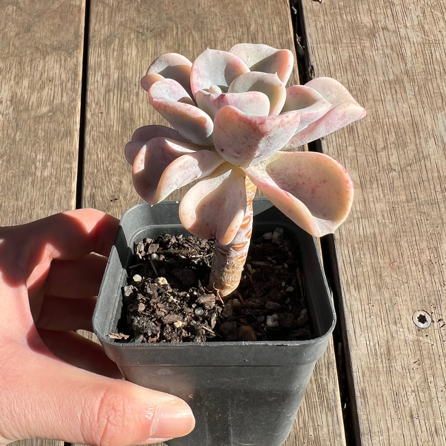 2506 Pachyveria Orpet