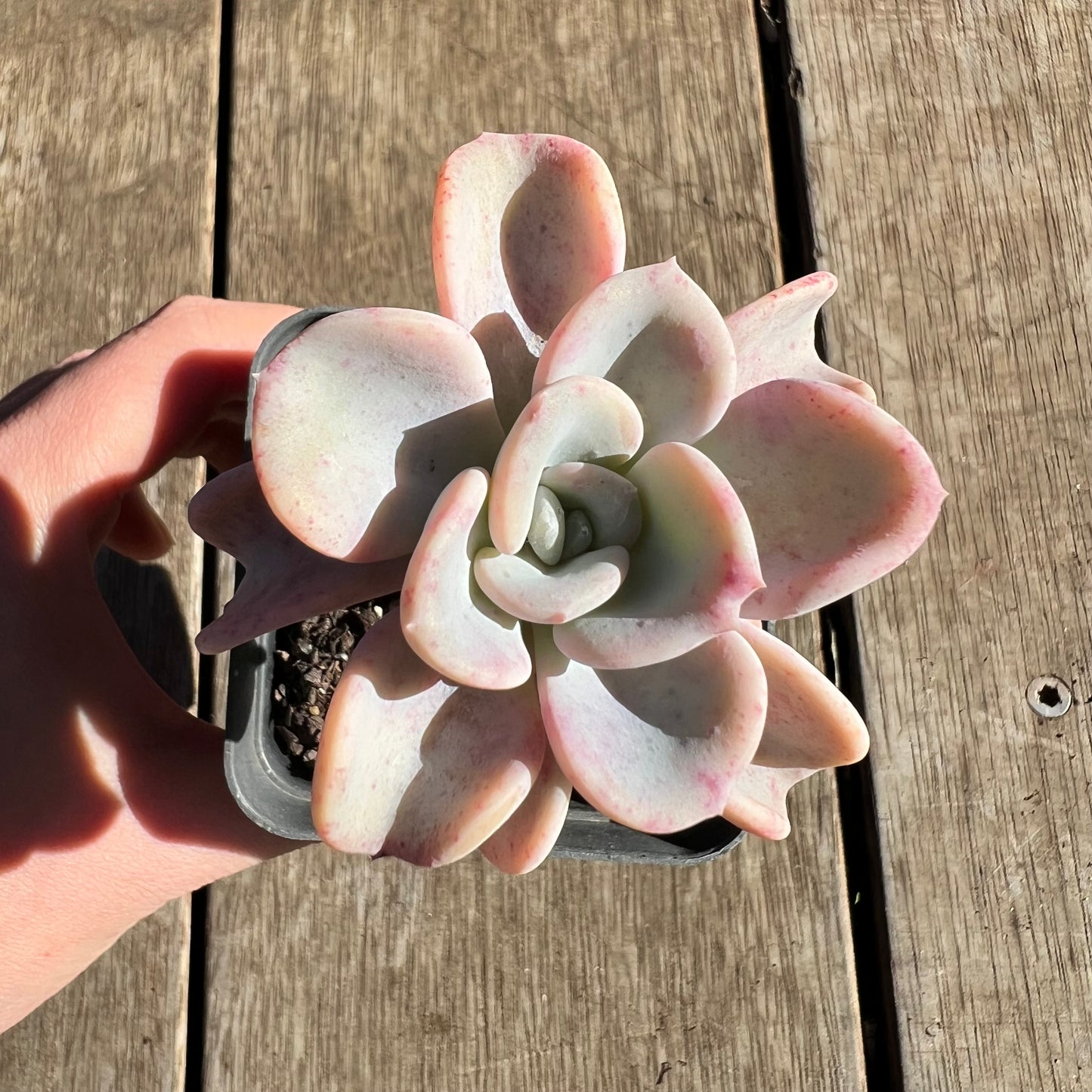 2506 Pachyveria Orpet