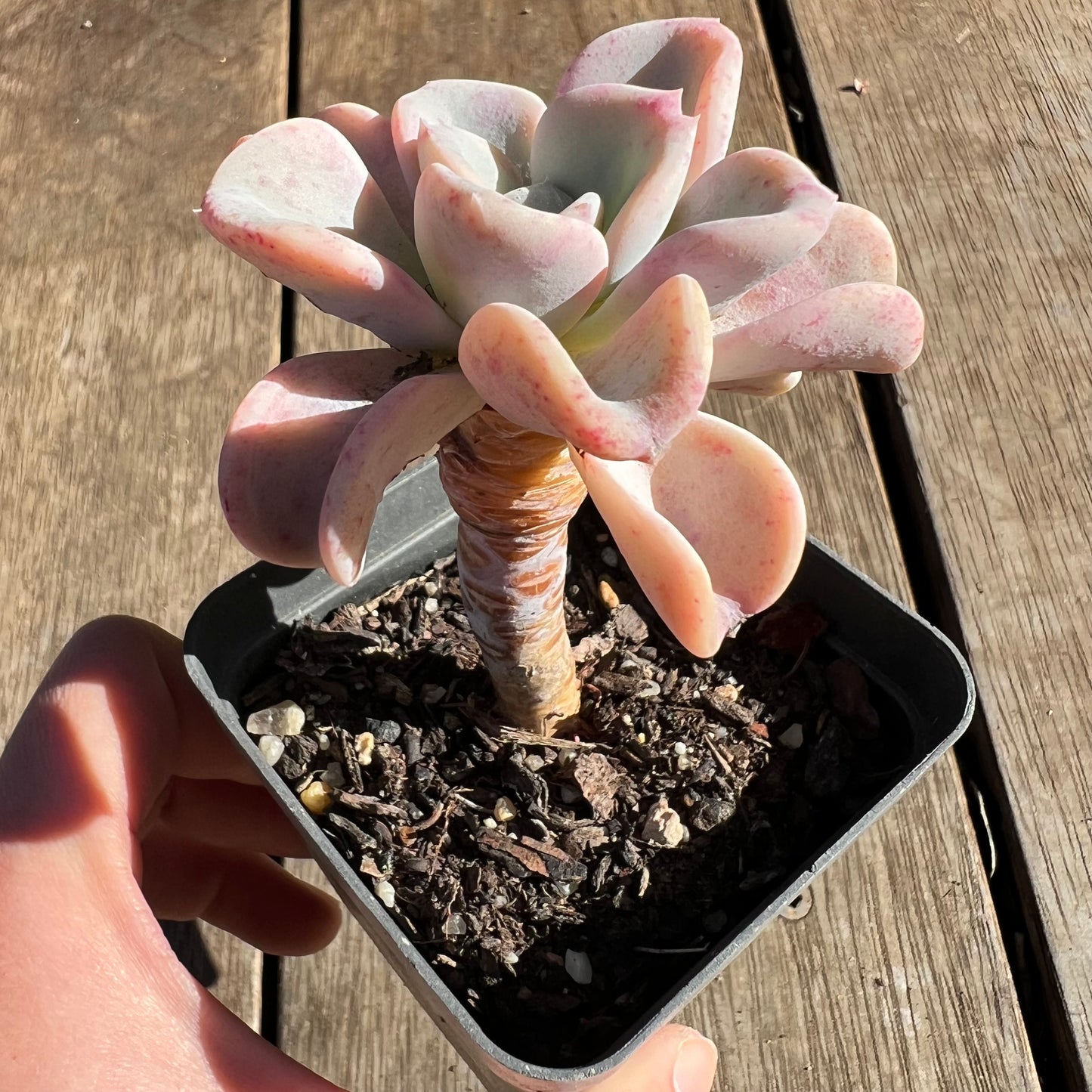 2506 Pachyveria Orpet