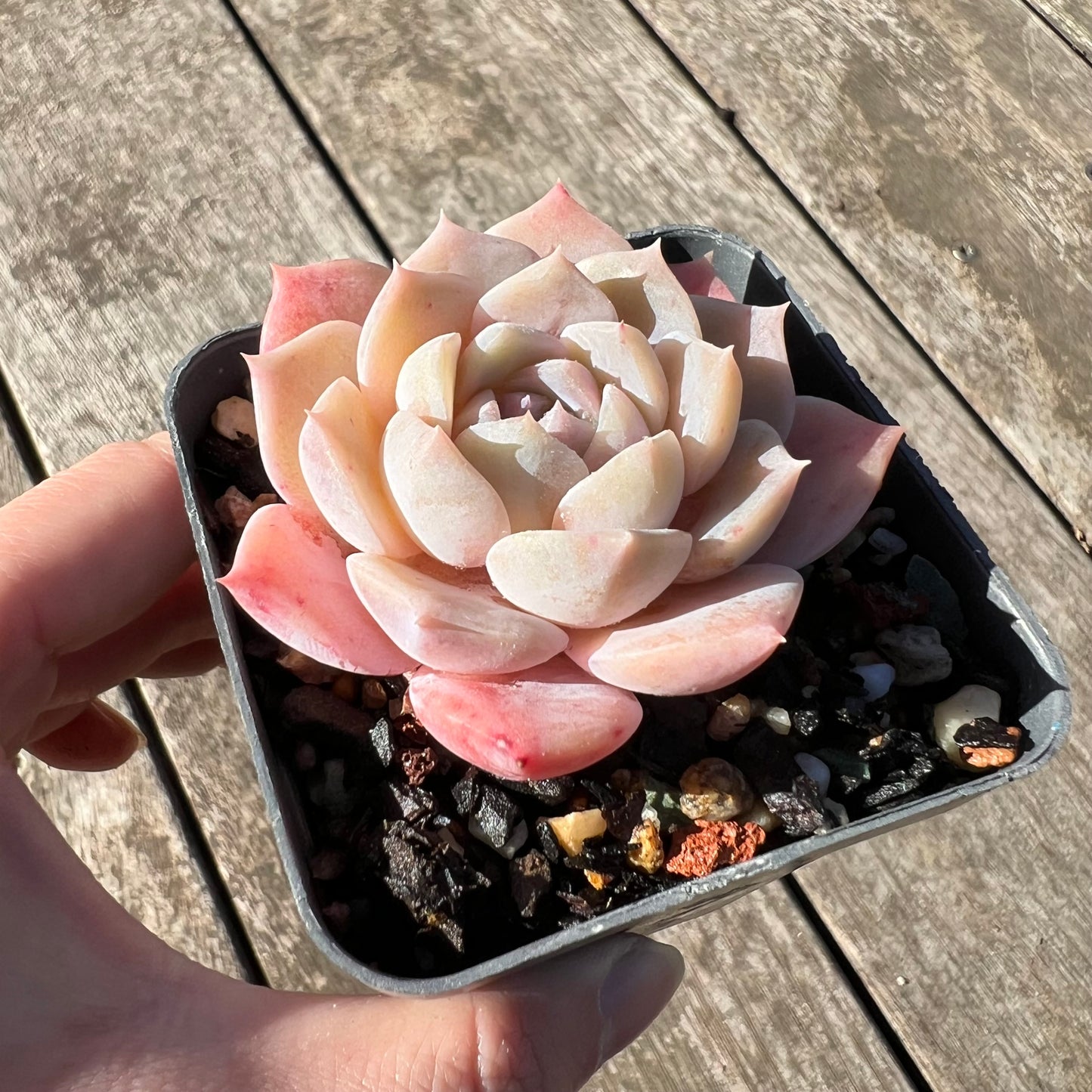 2506 Echeveria Pure Love