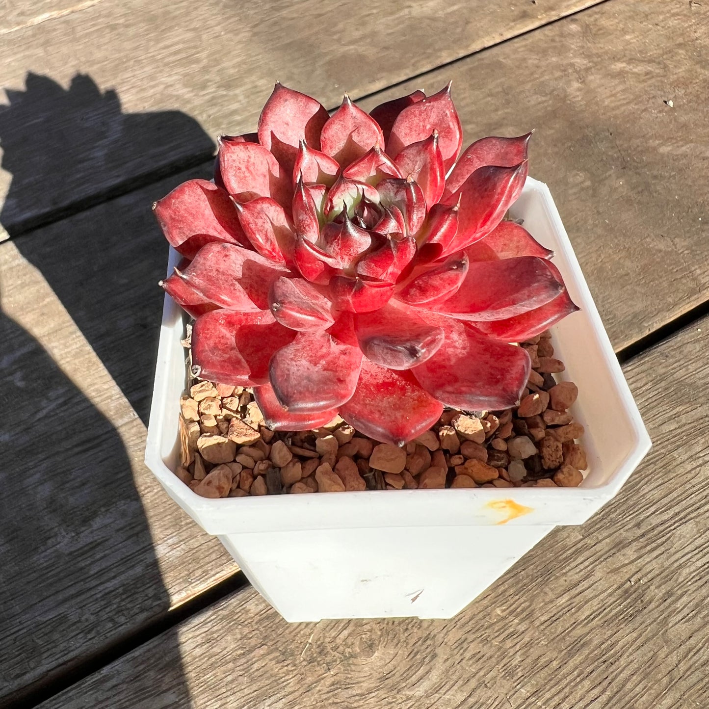 2506 Echeveria Queen Margot