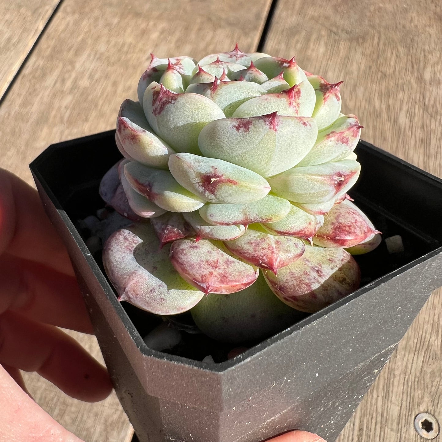 2506 Echeveria Red Velvet