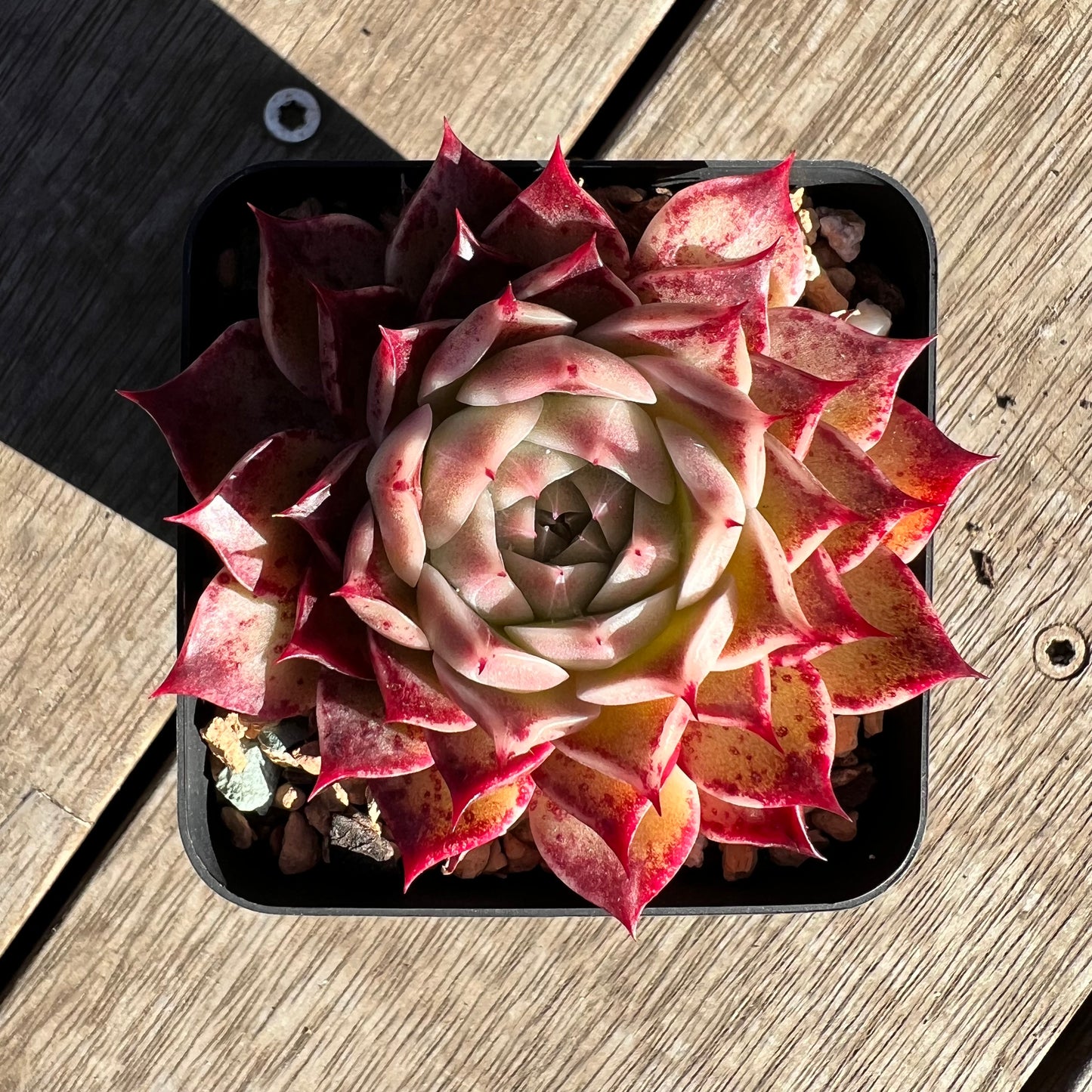 2506 Echeveria Sea Shell 'Conch Girl'