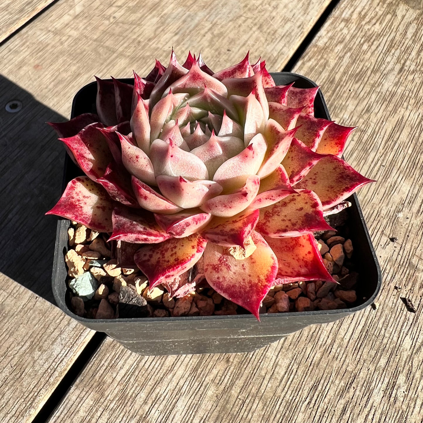 2506 Echeveria Sea Shell 'Conch Girl'