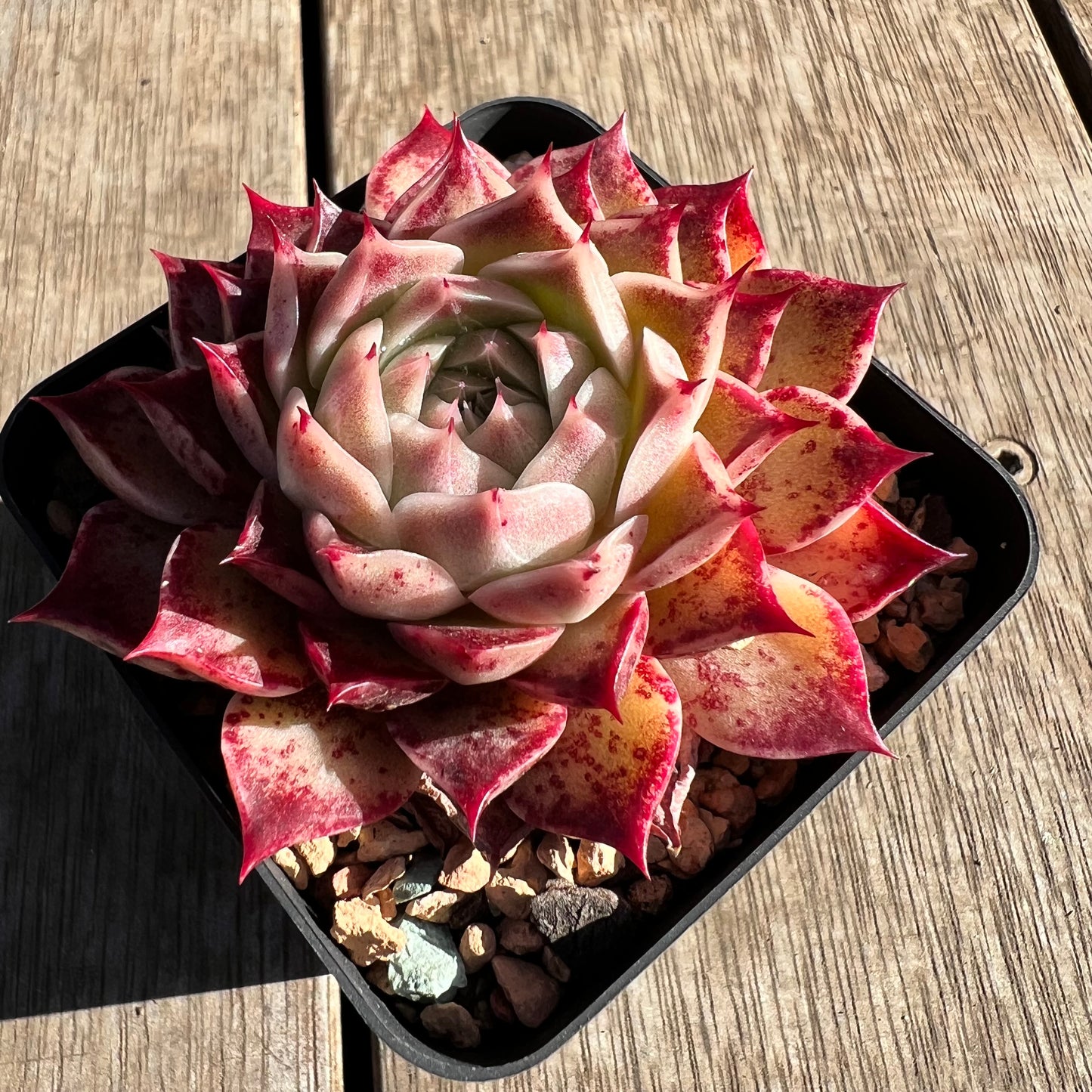 2506 Echeveria Sea Shell 'Conch Girl'