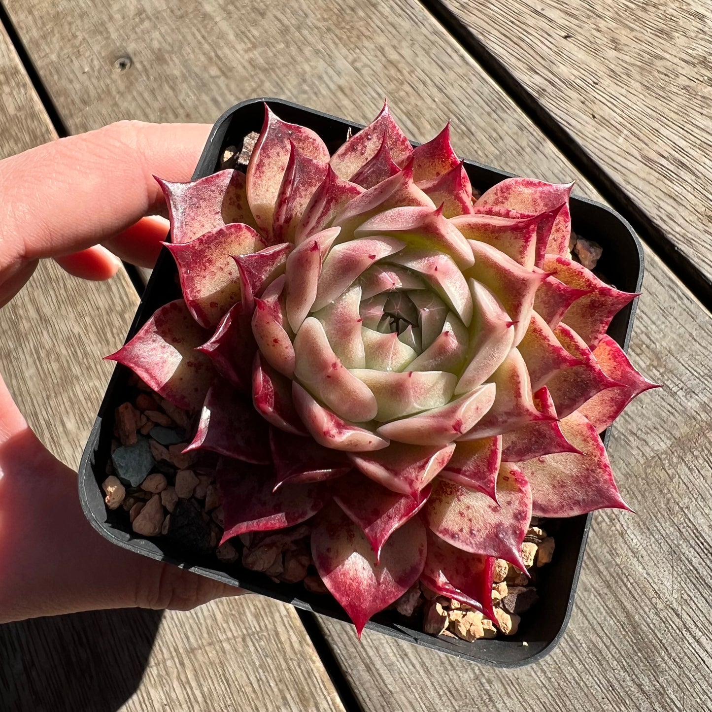 2506 Echeveria Sea Shell 'Conch Girl'