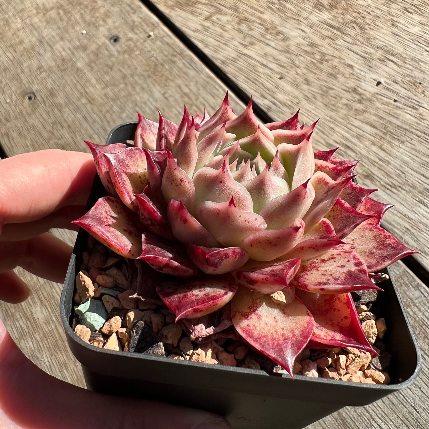 2506 Echeveria Sea Shell 'Conch Girl'