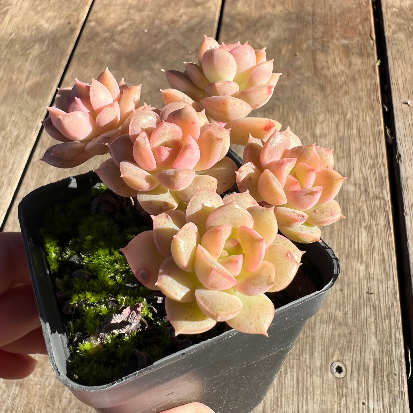 2506 Echeveria Semnan / Nicksana