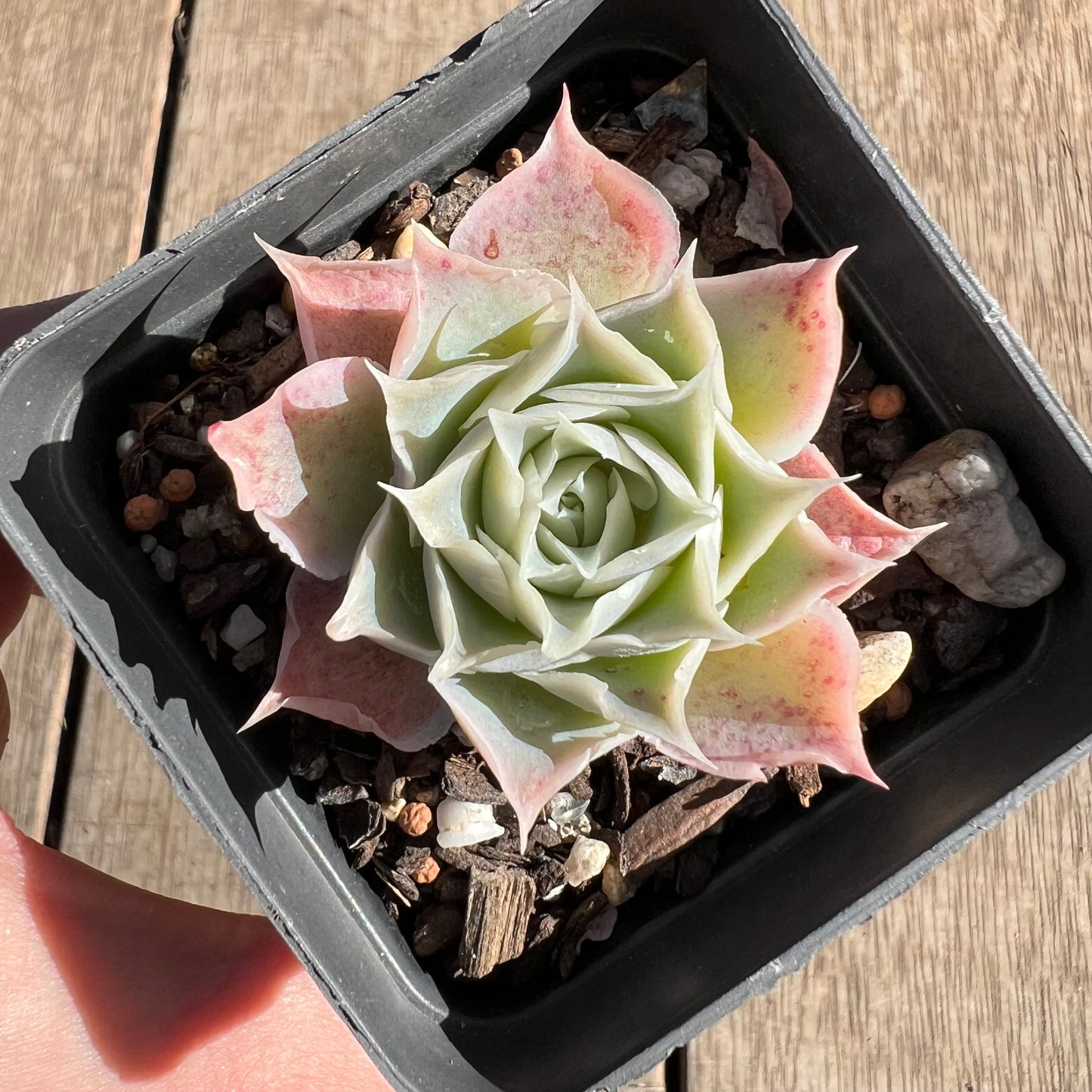 Echeveria simulans 'Laguna Sanchez'