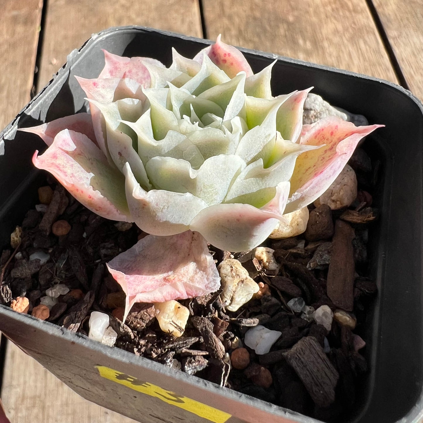 2506 Echeveria Simulans 'Laguna Sanchez'