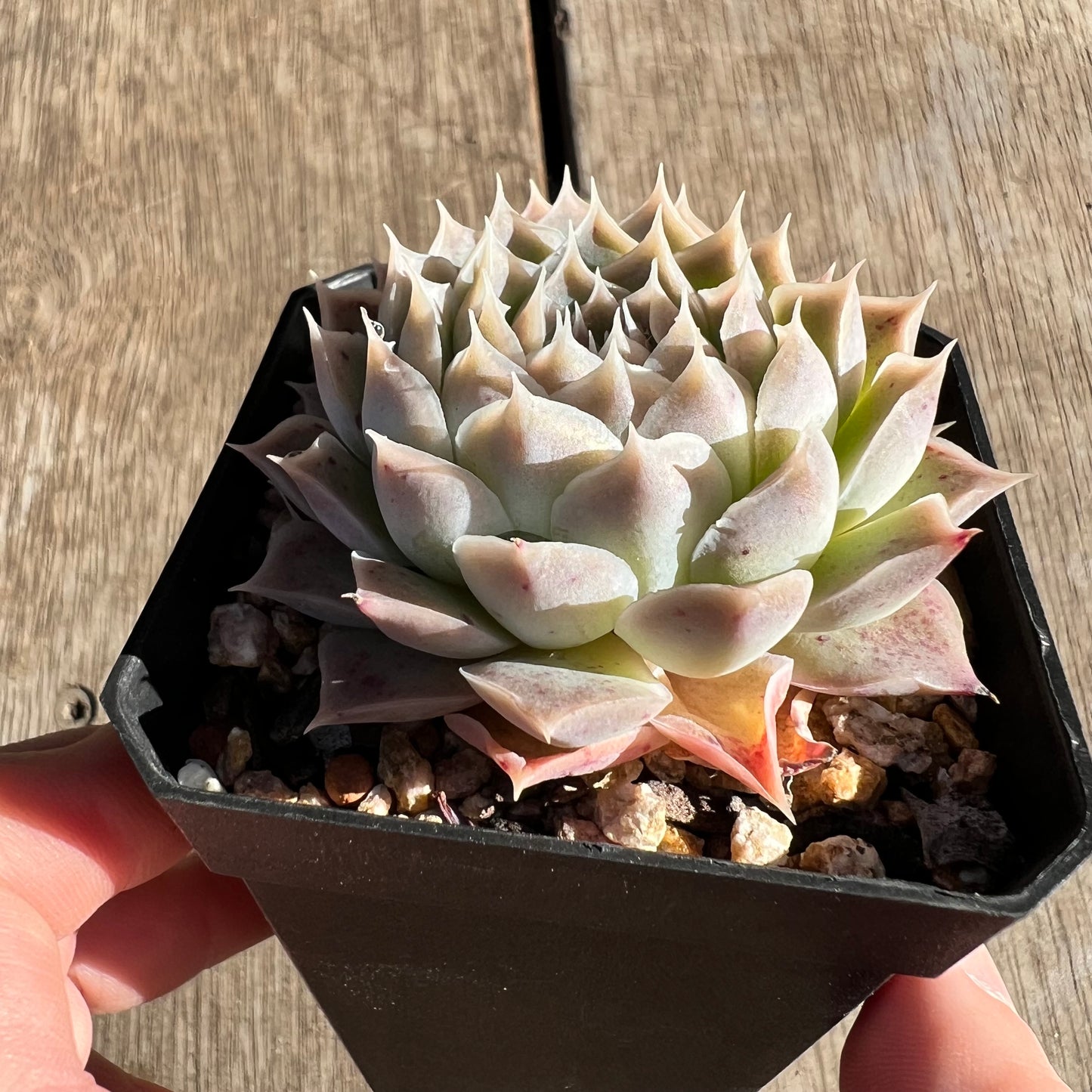 2506 冰边皱叶x海琳娜