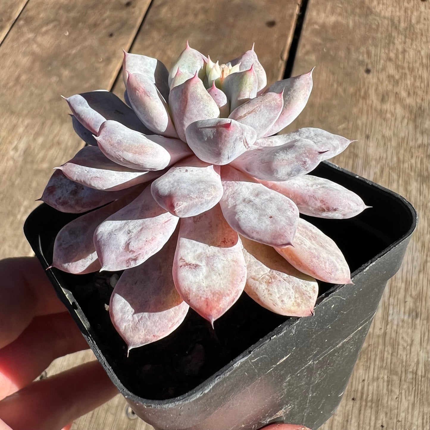 2506 紫罗兰魔法