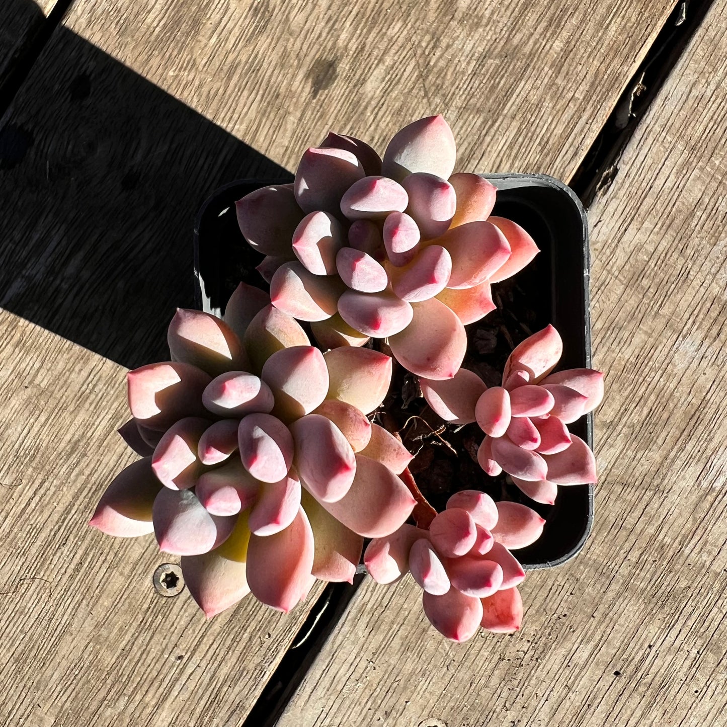 2506 Pachyveria Virgo (multi)