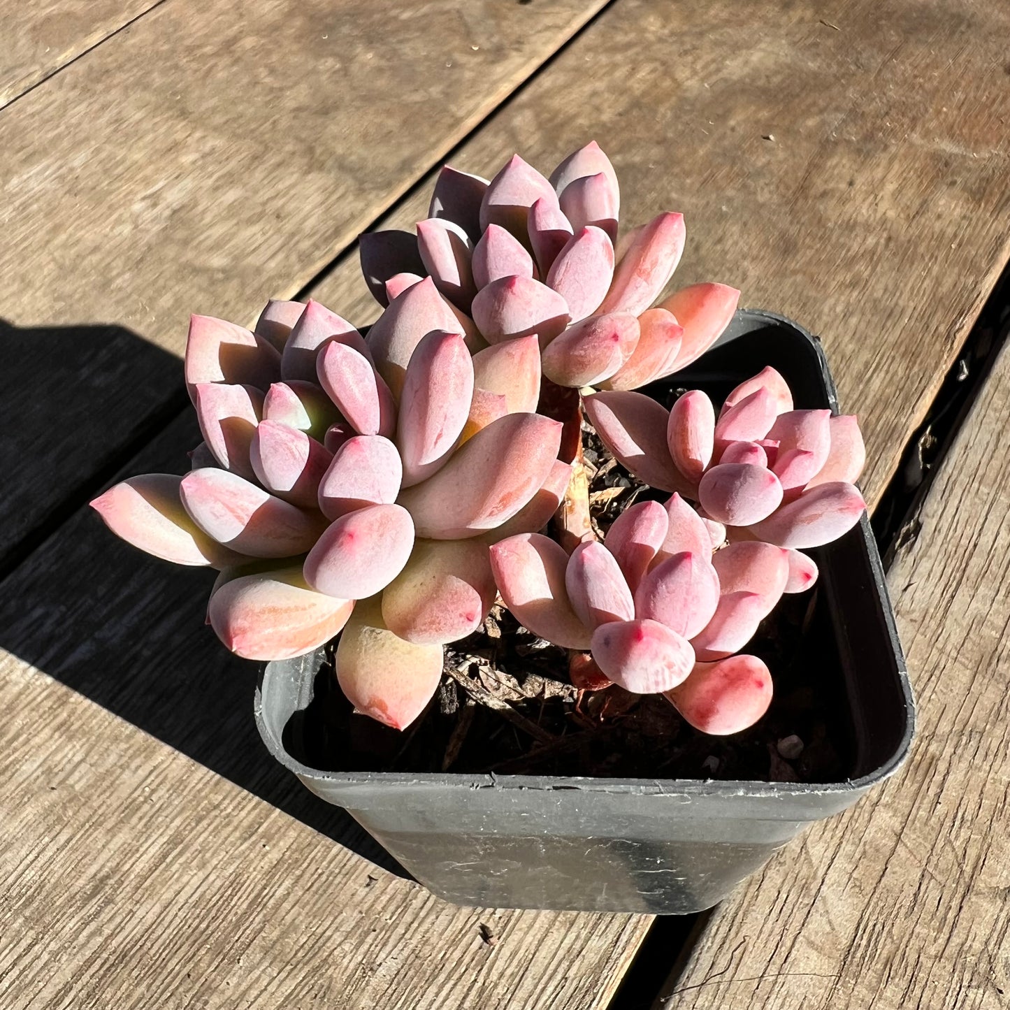 2506 Pachyveria Virgo (multi)