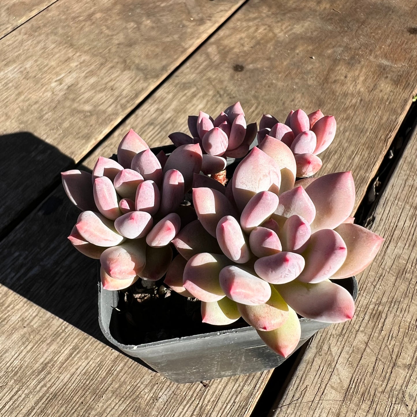 2506 Pachyveria Virgo (multi)