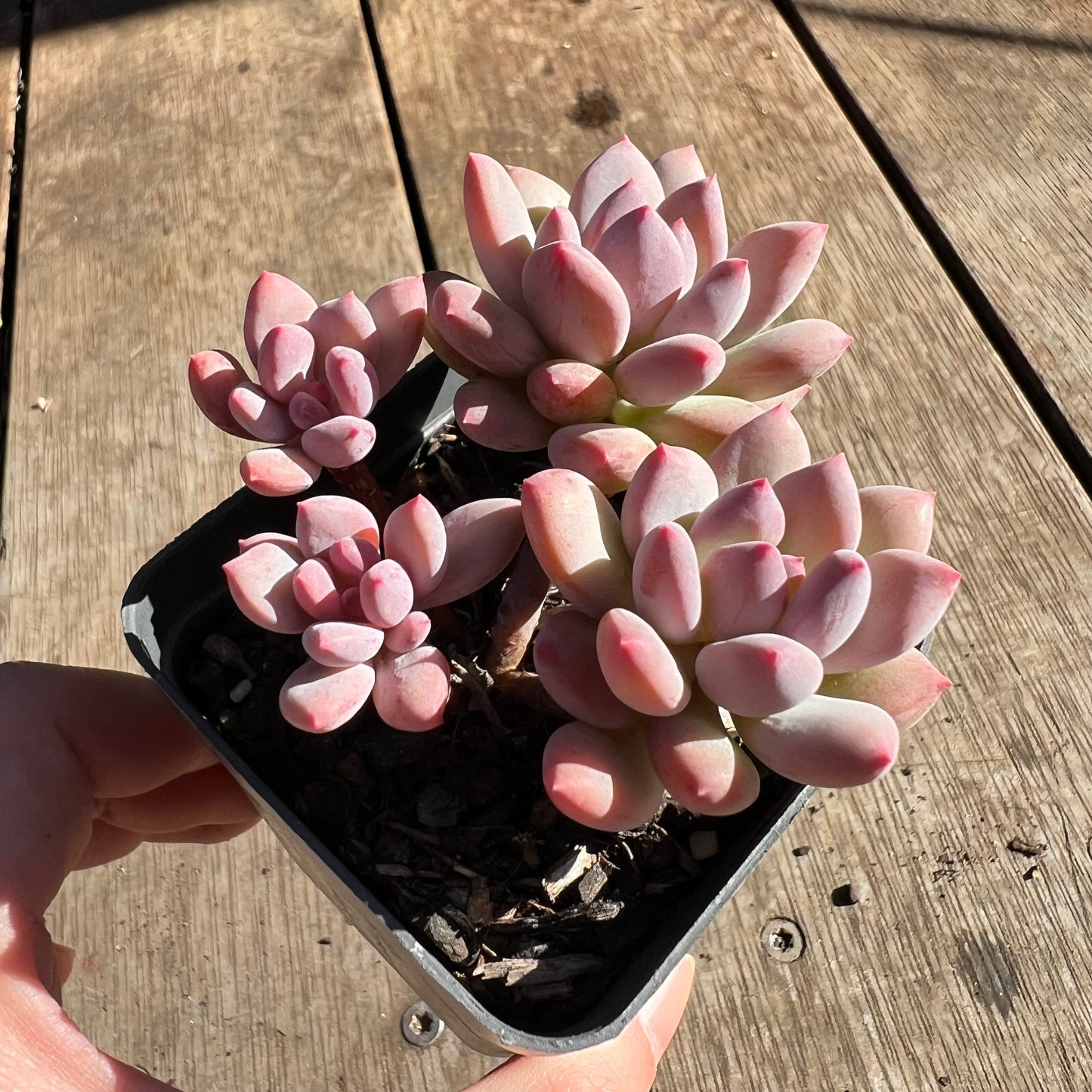 2506 Pachyveria Virgo (multi)