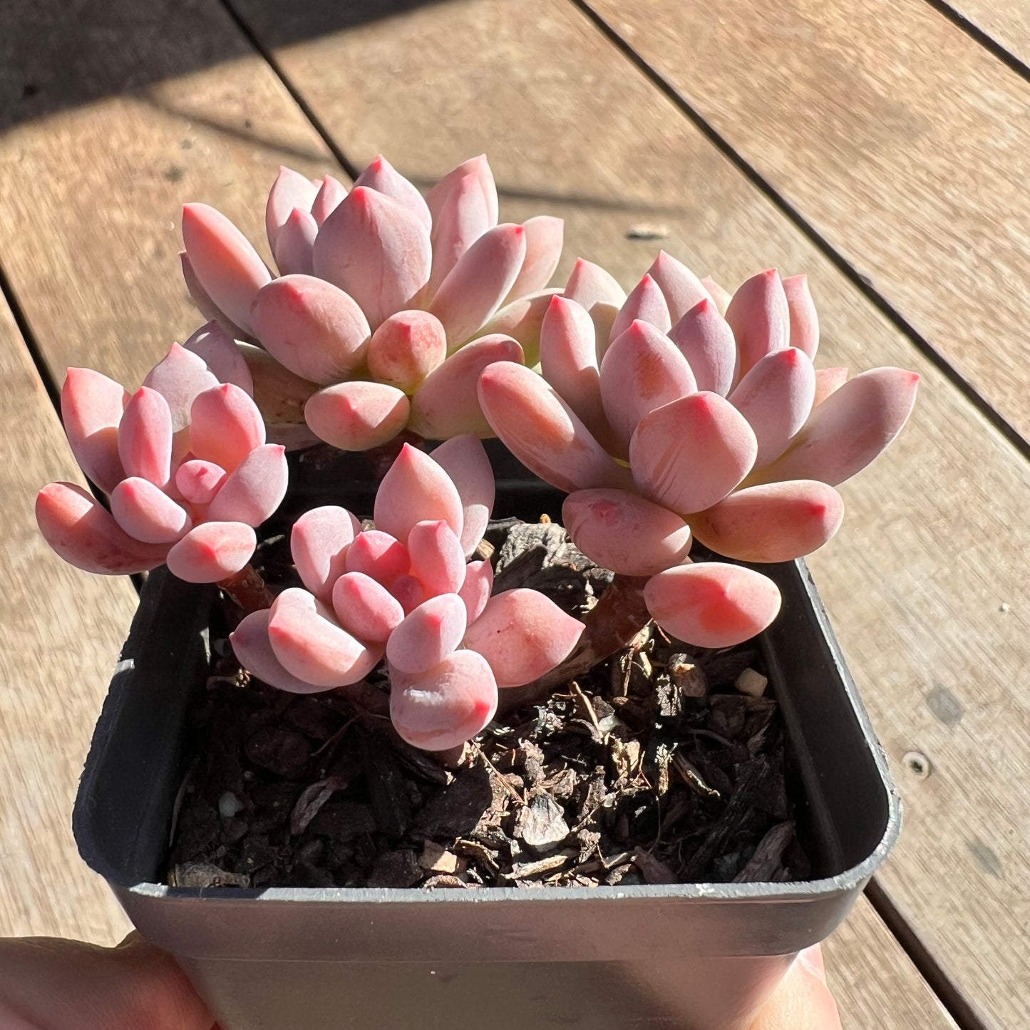 2506 Pachyveria Virgo (multi)