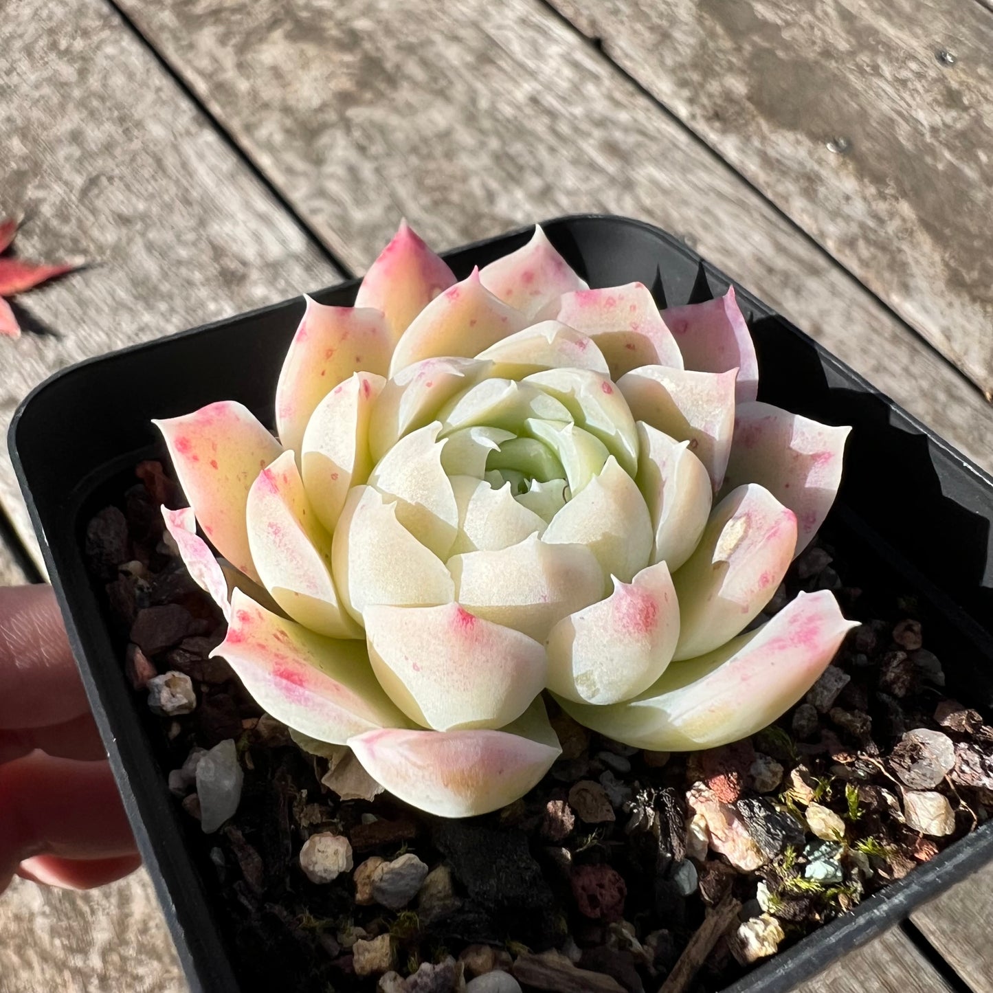 2506 Echeveria Xichu