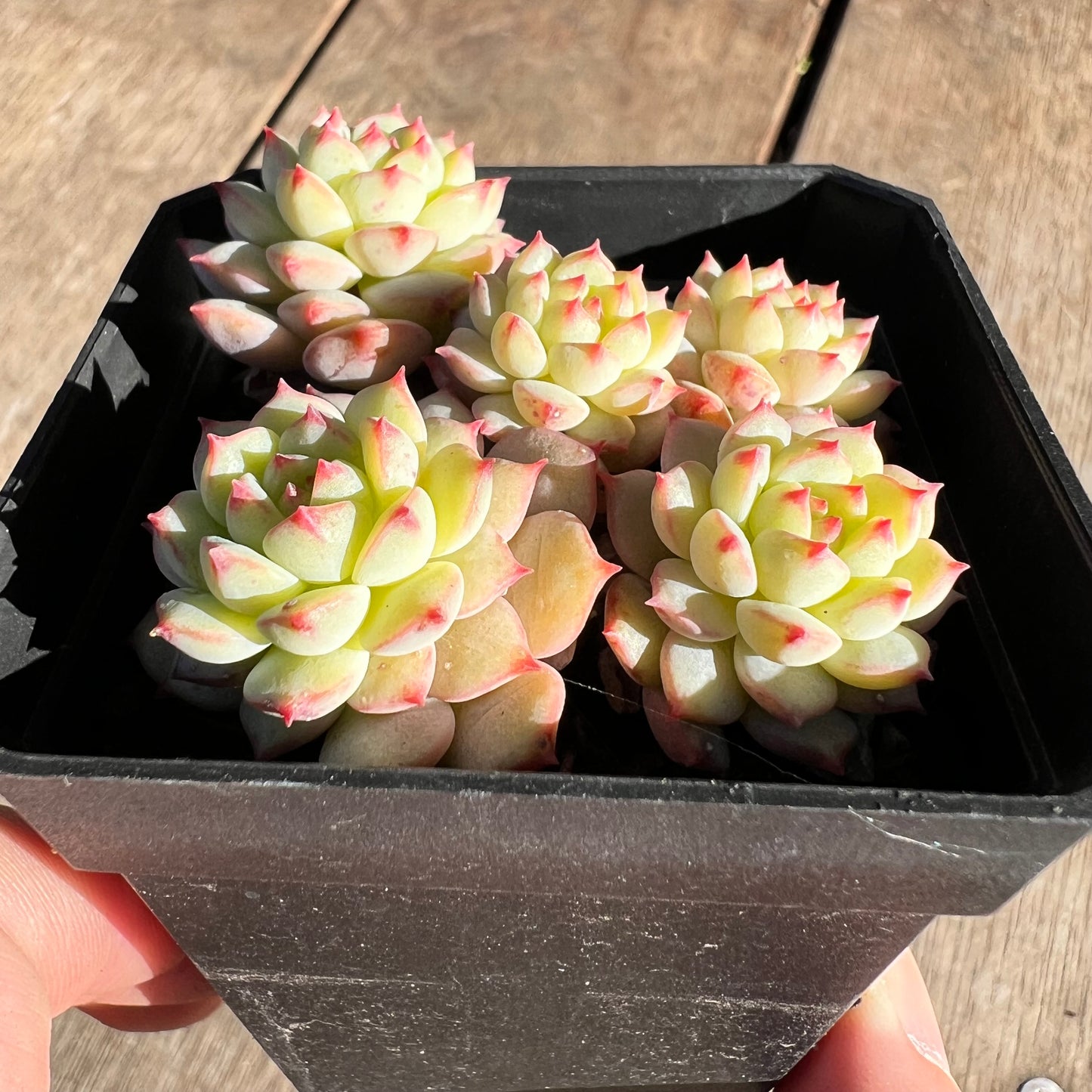 Echeveria Panda Face aka Emerald Tips