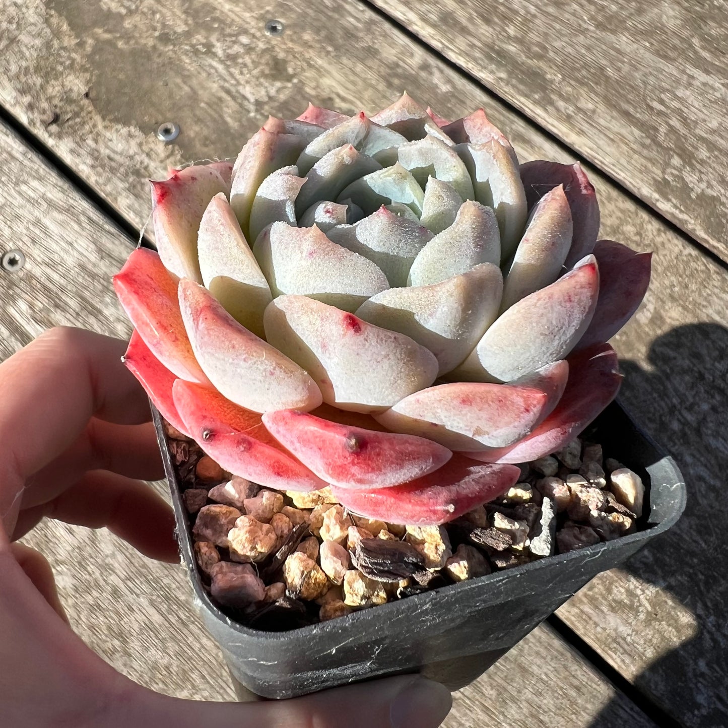 2506 Echeveria 'Strawberry Milkshake'