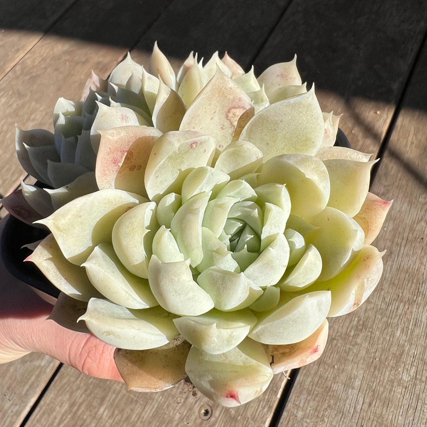 2506 Echeveria elegans 'Alba'